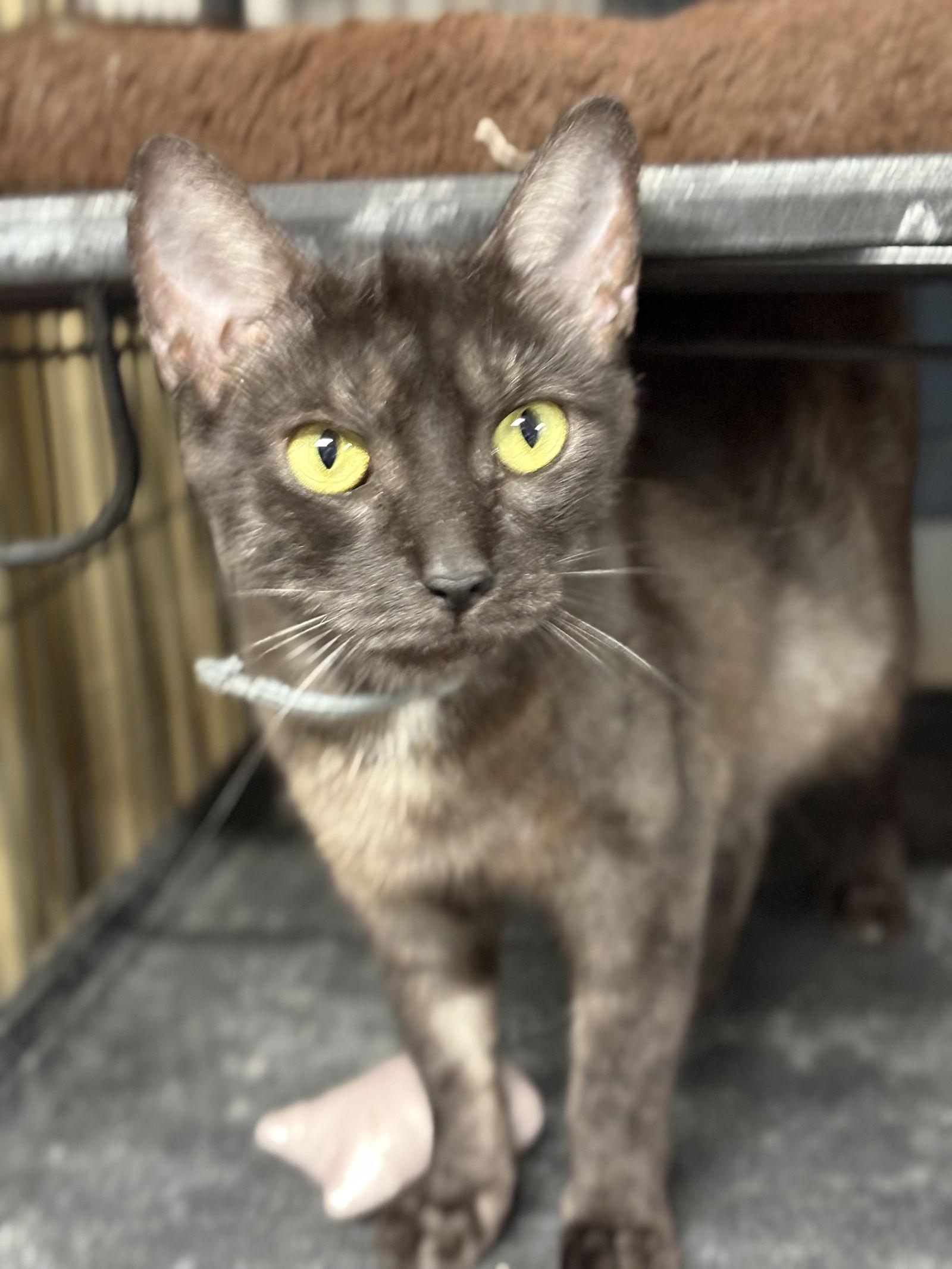 Kyoto, a Adoptable Domestic Short Hair in White Bluff, TN image 2/2