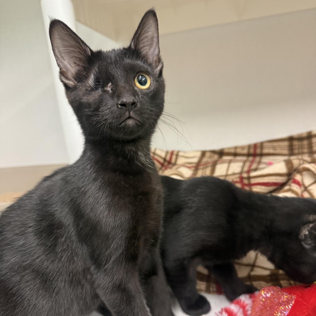 Socrates, Adoptable, Kitten Female Domestic Short Hair.