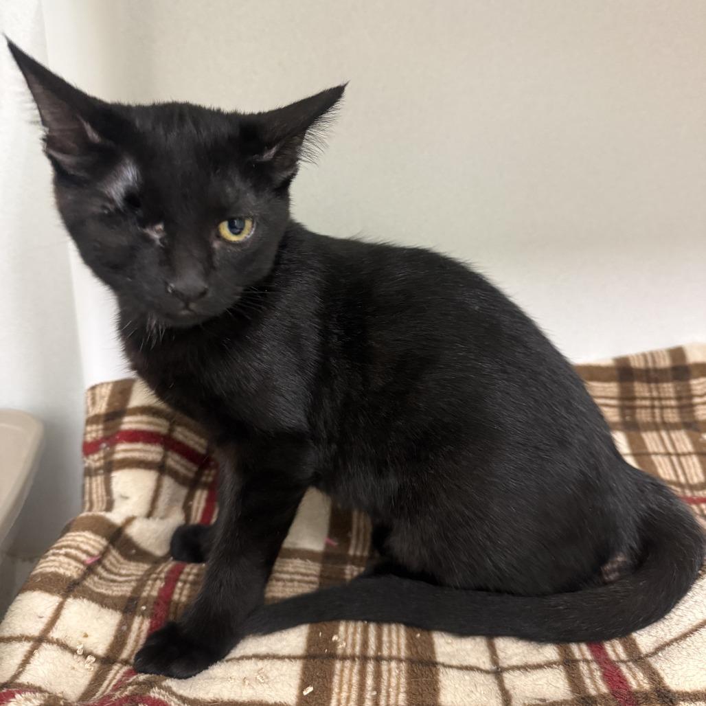 Enlarge Socrates, a Adoptable Domestic Short Hair in Colorado Springs, CO image 2/4