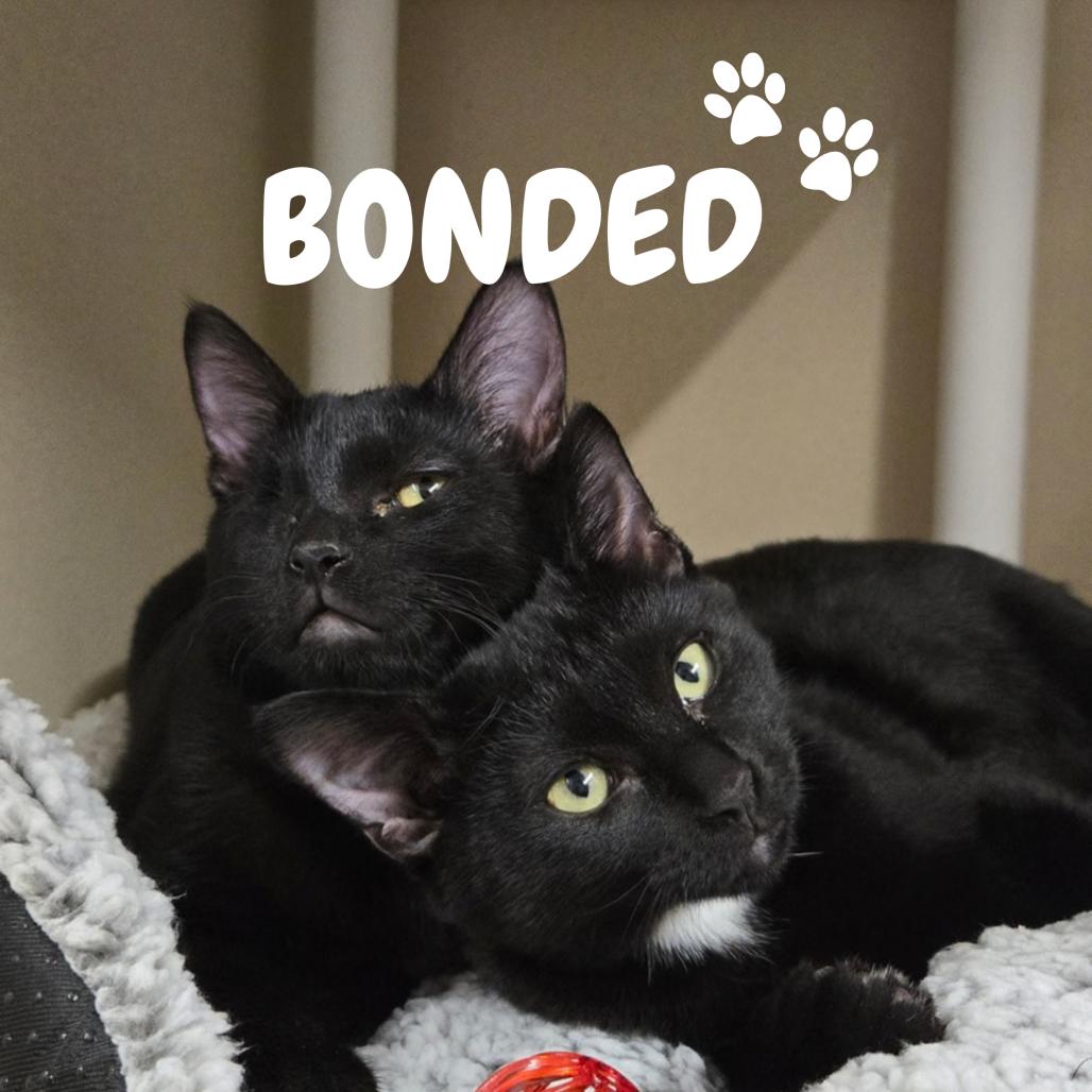 Enlarge Socrates, a Adoptable Domestic Short Hair in Colorado Springs, CO image 3/4