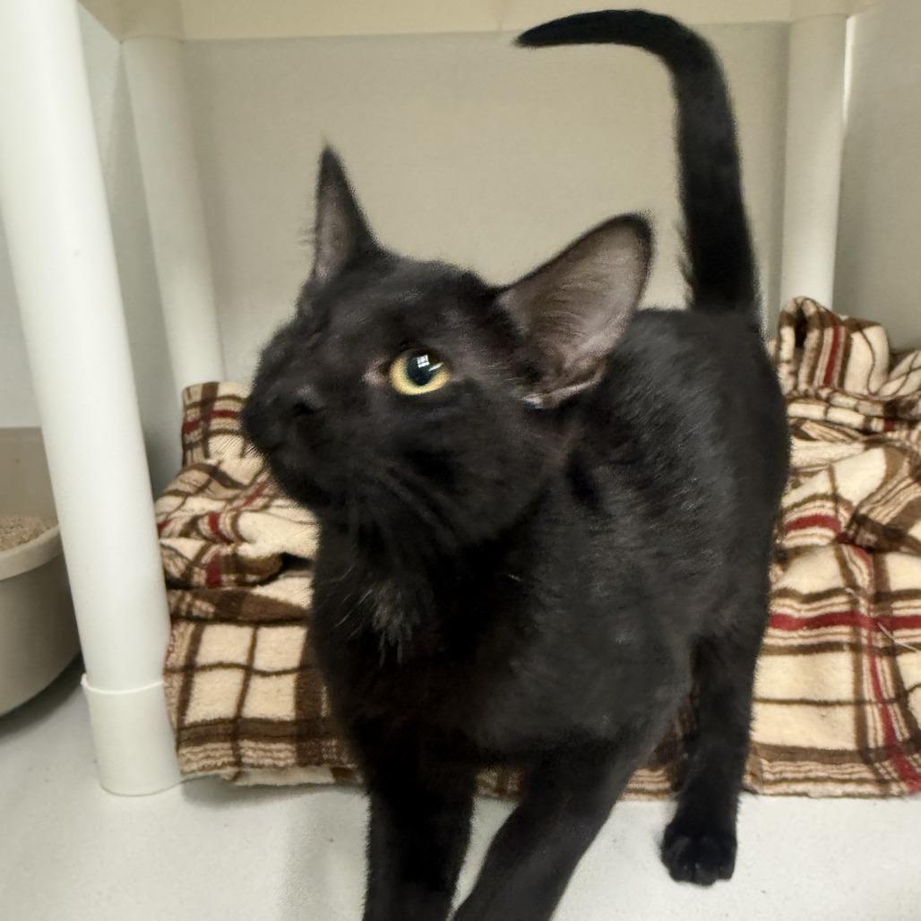 Enlarge Socrates, a Adoptable Domestic Short Hair in Colorado Springs, CO image 4/4