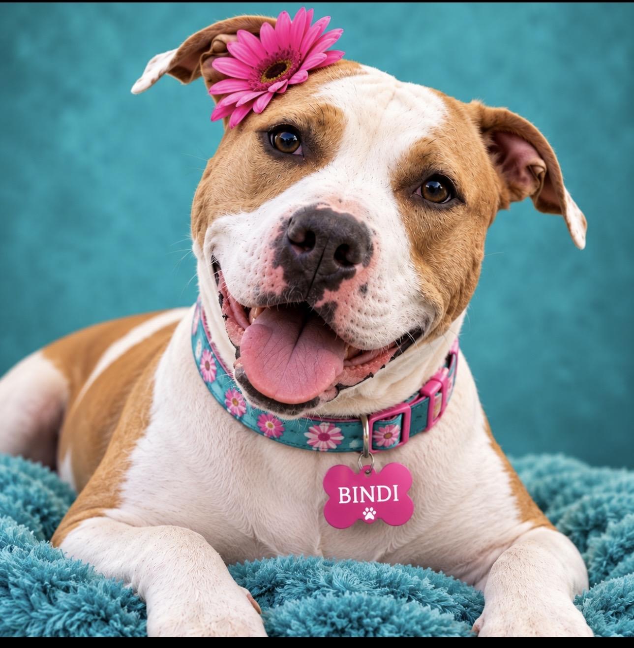 Bindi, Adoptable, Adult Female American Staffordshire Terrier.