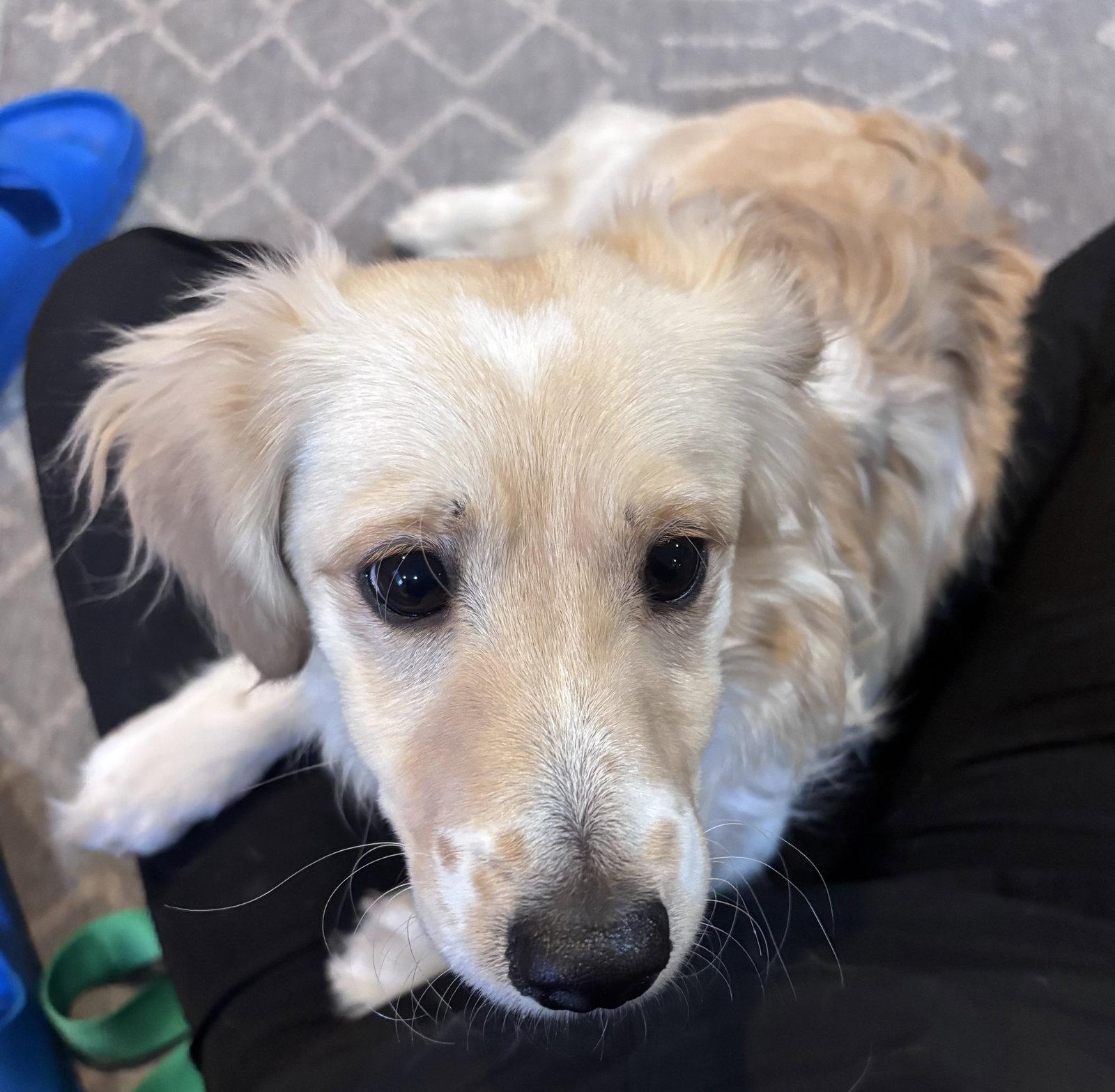Hank, Adoptable, Puppy Male Spaniel.