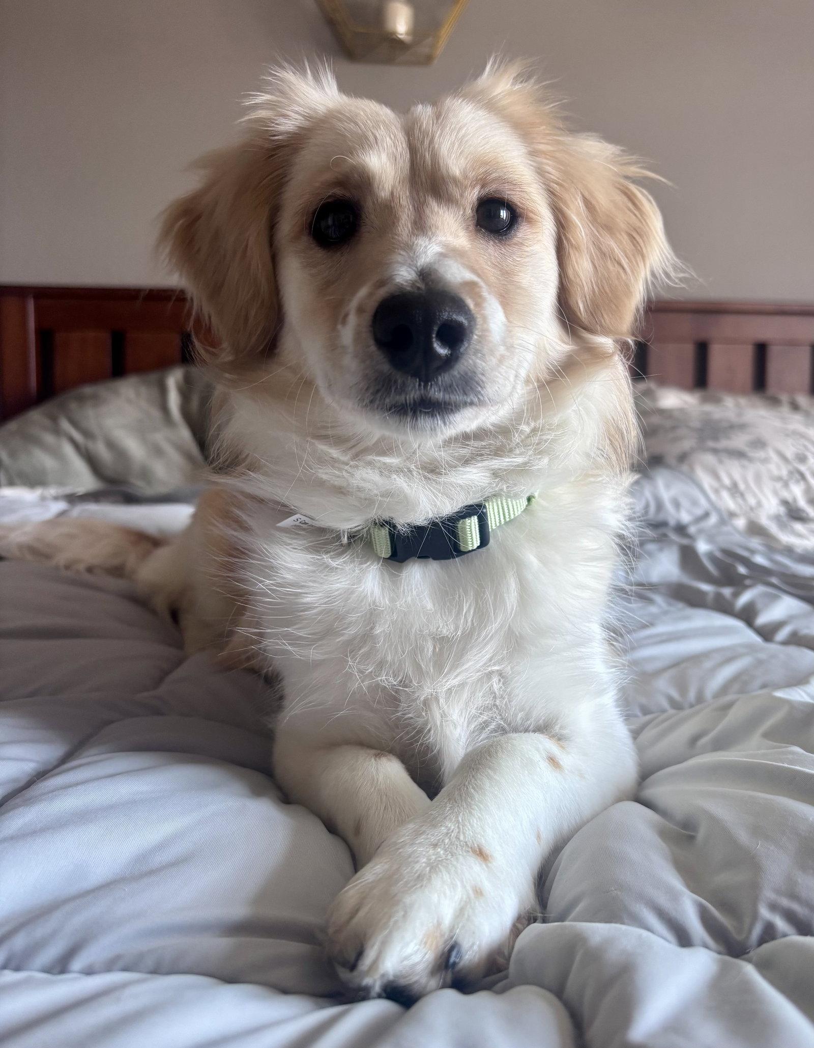 Enlarge Hank, a Adoptable Spaniel in Evergreen, CO image 2/3