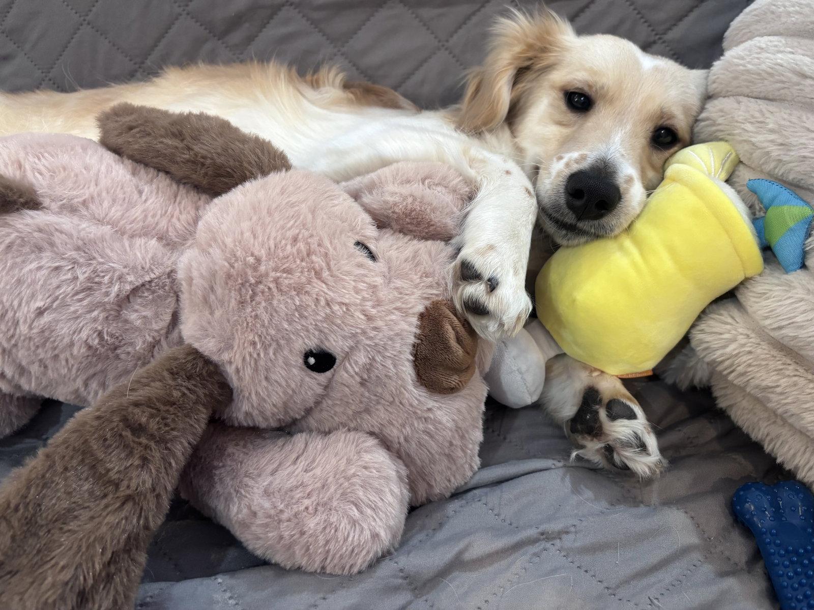 Enlarge Hank, a Adoptable Spaniel in Evergreen, CO image 3/3