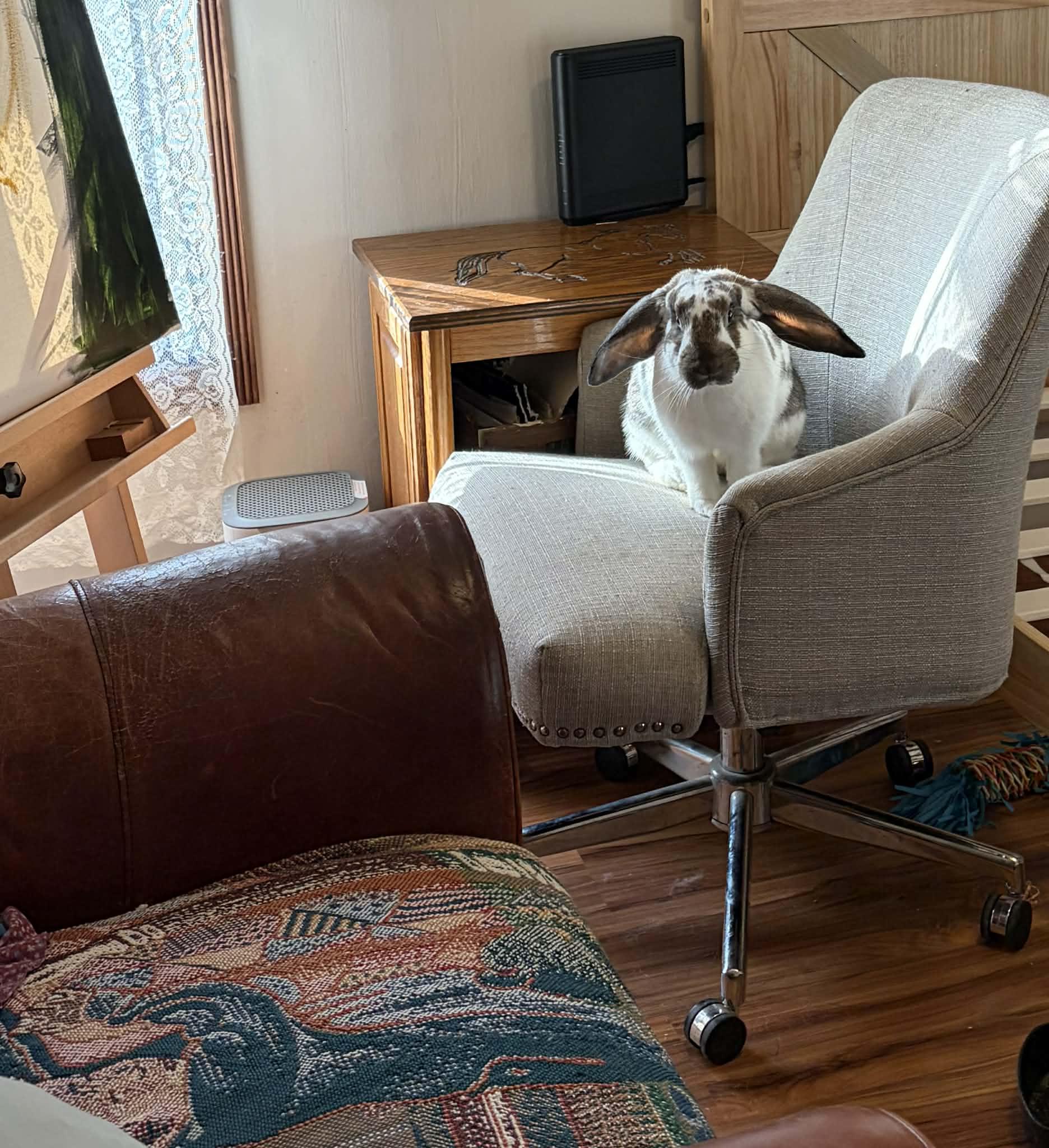 Enlarge Walter, a ADOPTABLE mixed breed in Little Rock, AR image 2/4