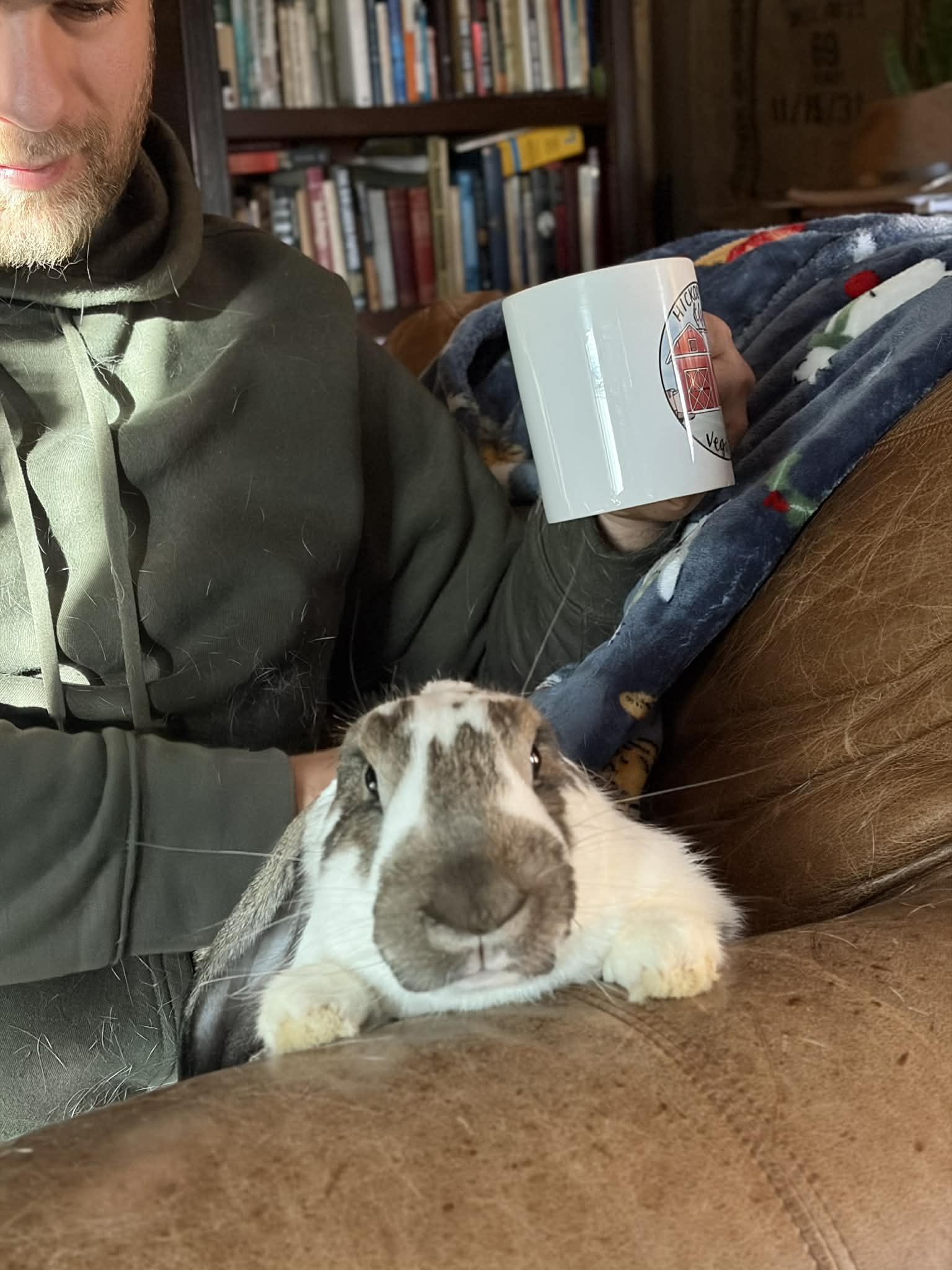 Walter, ADOPTABLE, Young Male French Lop & New Zealand.