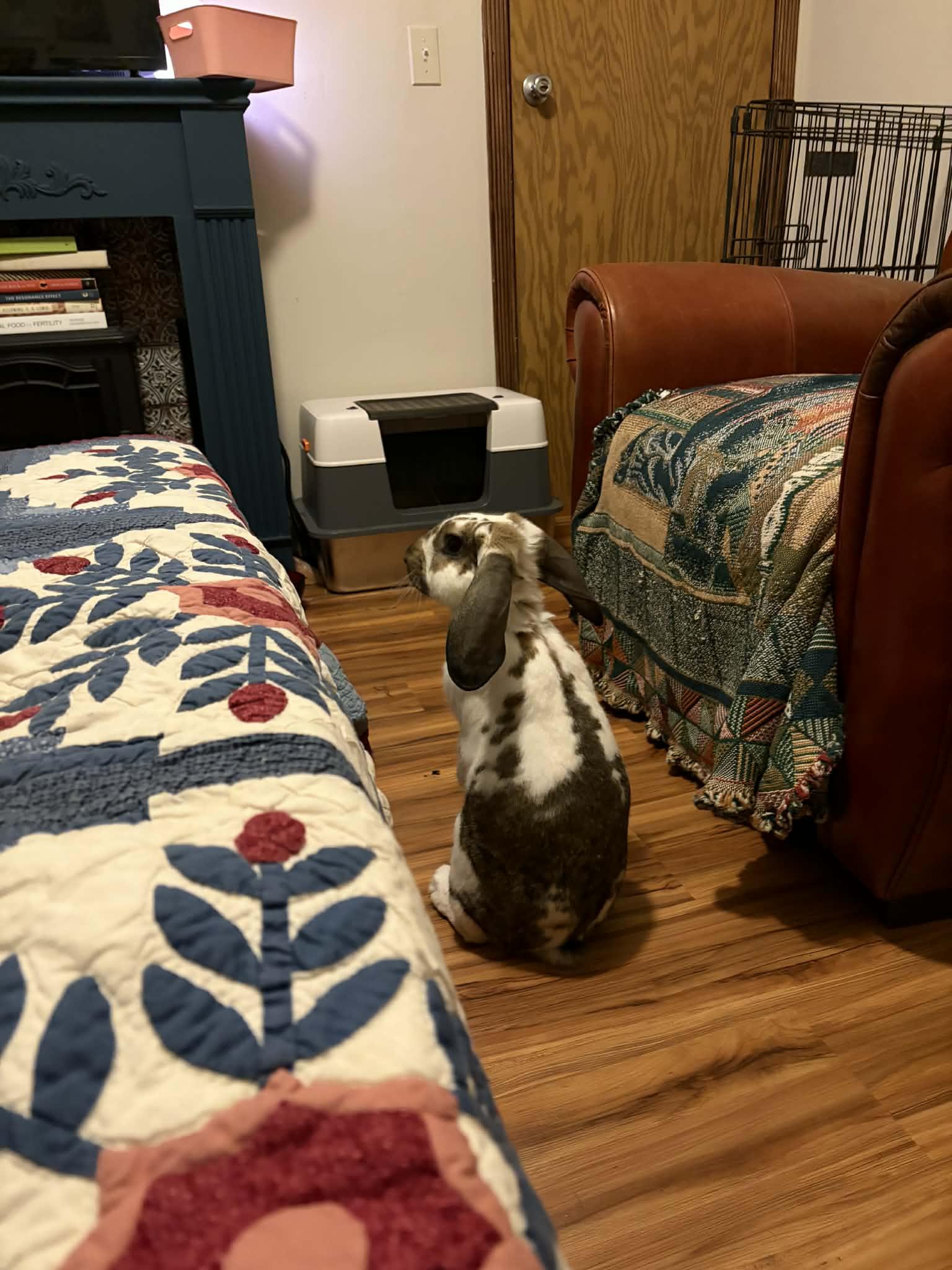 Enlarge Walter, a ADOPTABLE mixed breed in Little Rock, AR image 3/4