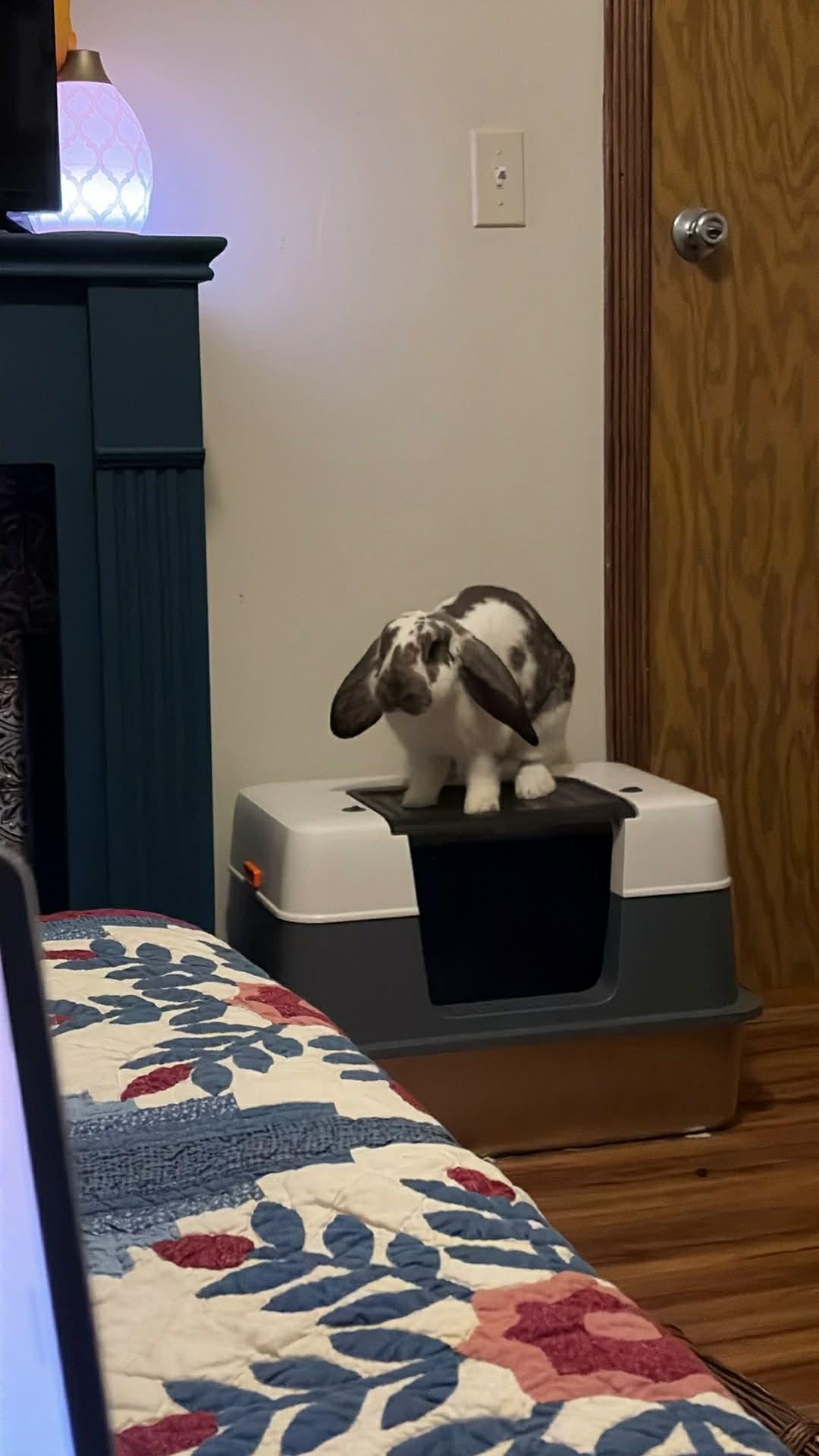 Enlarge Walter, a ADOPTABLE mixed breed in Little Rock, AR image 4/4