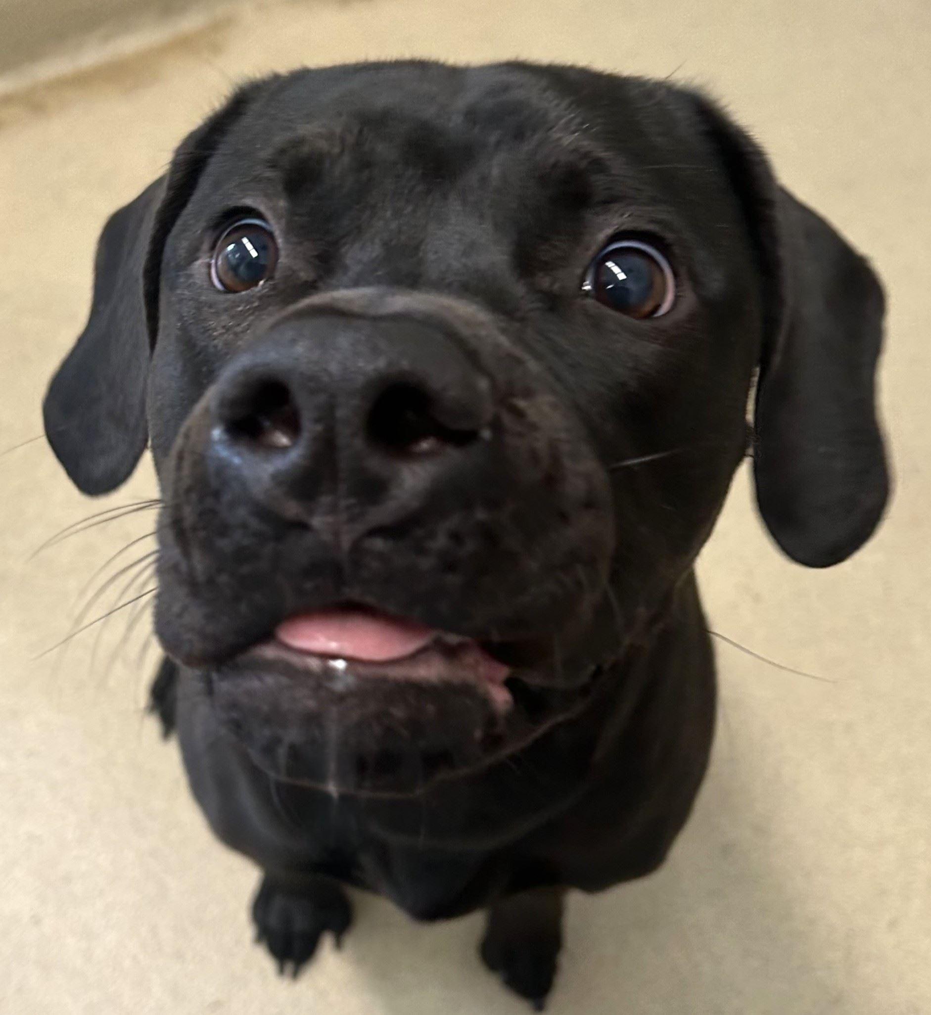 Enlarge Sully, a ADOPTABLE mixed breed in Iowa City, IA image 3/3