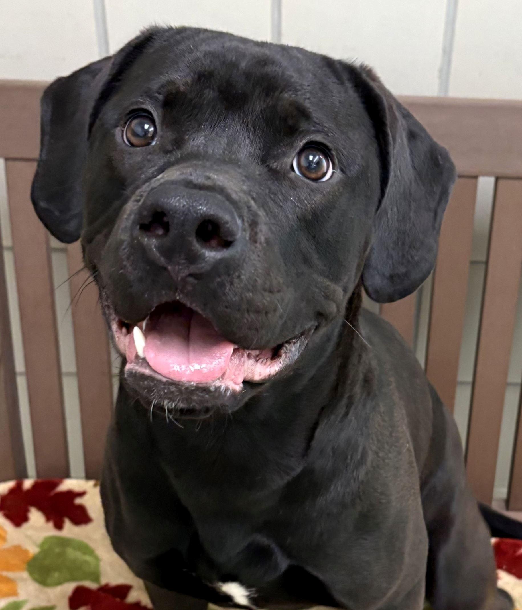 Enlarge Sully, a ADOPTABLE mixed breed in Iowa City, IA image 1/3