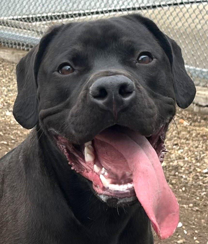 Enlarge Sully, a ADOPTABLE mixed breed in Iowa City, IA image 2/3