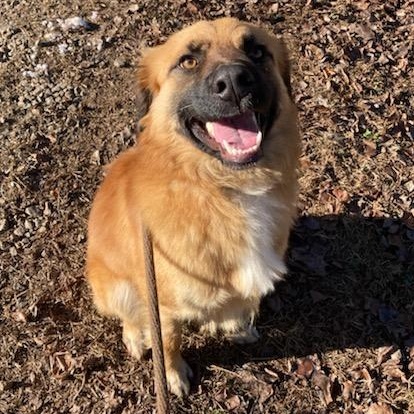 Enlarge Biscuit, a ADOPTABLE mixed breed in Franklin, NC image 3/3
