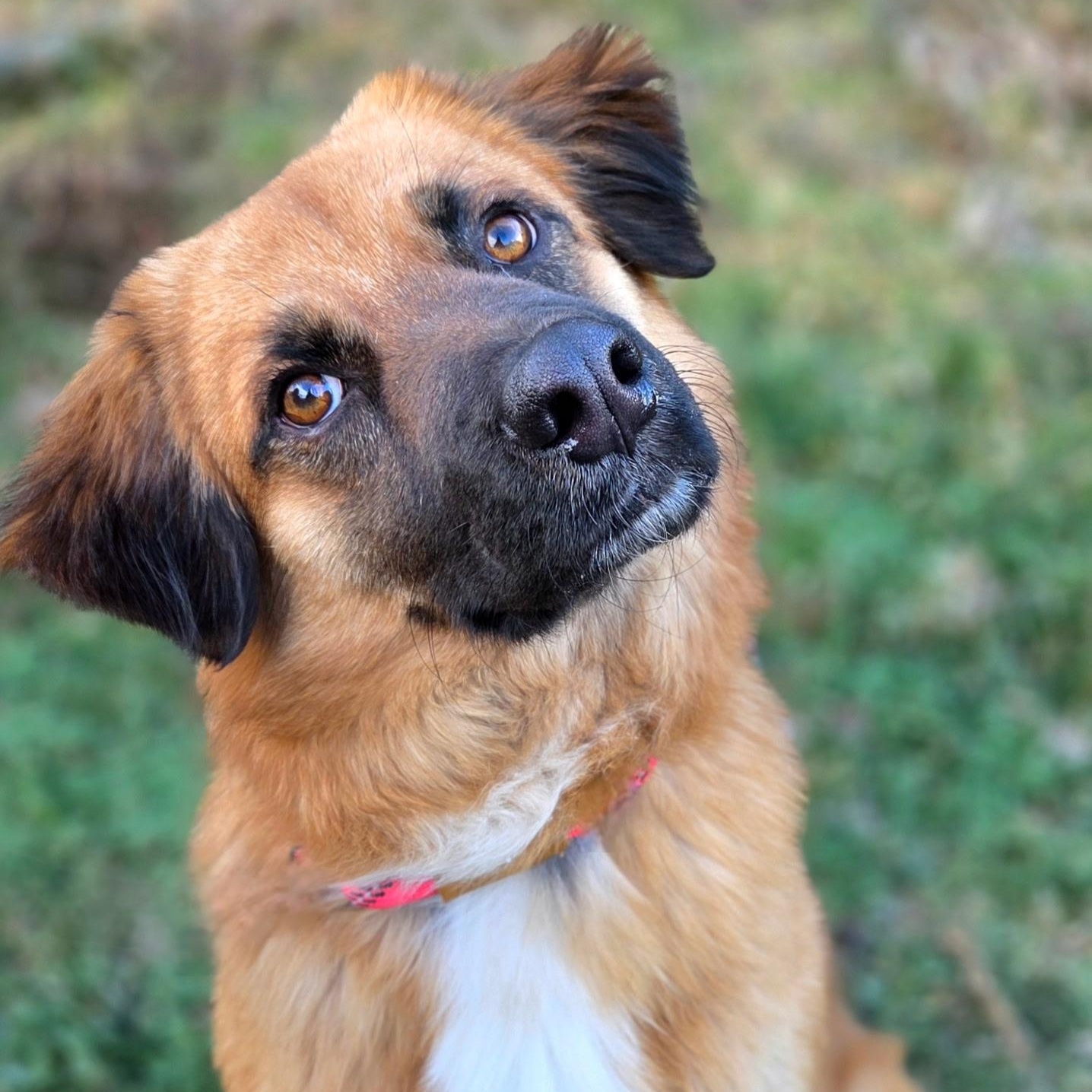 Biscuit, ADOPTABLE, Young Male German Shepherd Dog.