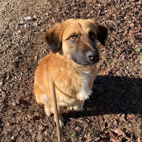 Biscuit, ADOPTABLE, Young Male German Shepherd Dog.