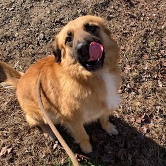 Enlarge Biscuit, a ADOPTABLE mixed breed in Franklin, NC image 2/3