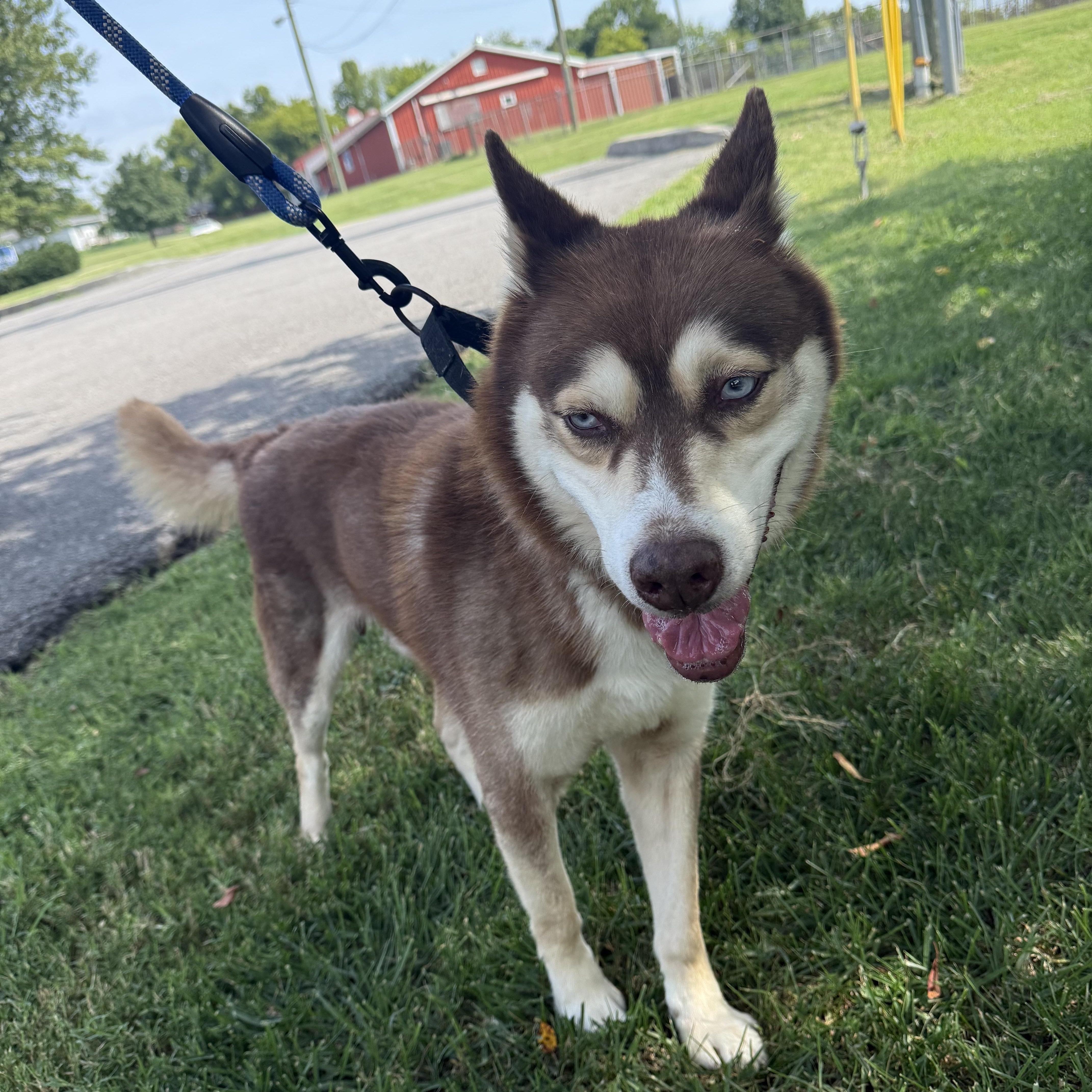 Apollo, ADOPTABLE, Senior Male Husky.
