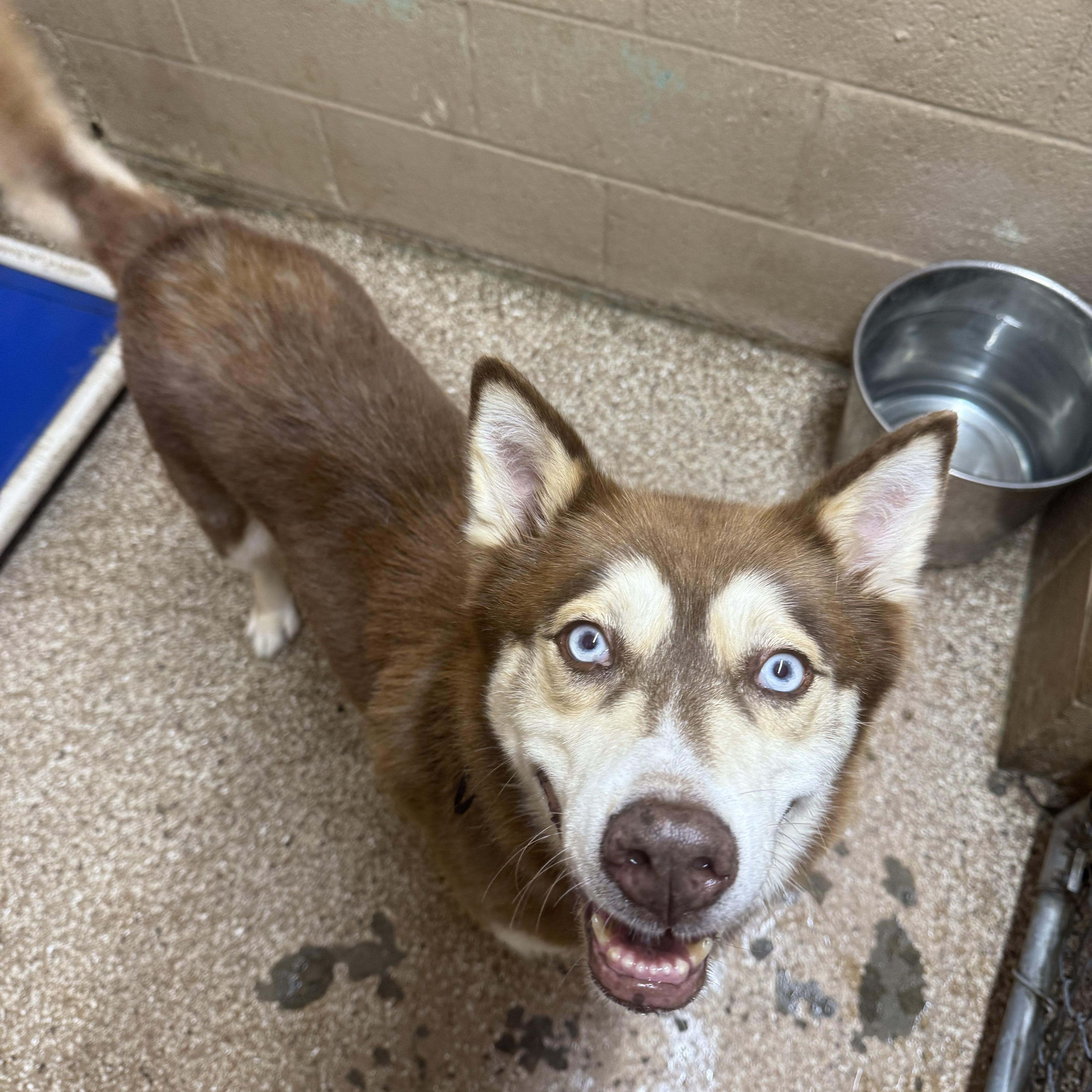 Enlarge Apollo, a ADOPTABLE Husky in Hendersonville, TN image 2/2