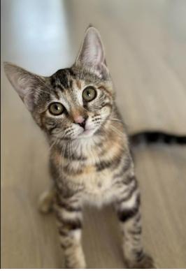 Winter (Bonded with Stormy), adopted, Kitten Female Domestic Short Hair.