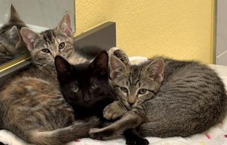 Enlarge Winter (Bonded with Stormy), an adopted mixed breed in Escondido, CA image 2/2