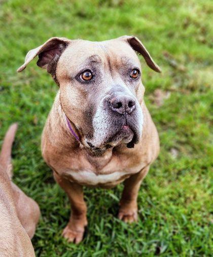 Enlarge Bella, a Adoptable mixed breed in Fort Worth, TX image 1/5