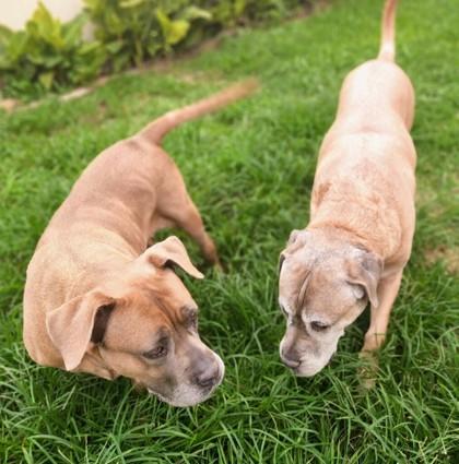 Enlarge Bella, a Adoptable mixed breed in Fort Worth, TX image 2/5