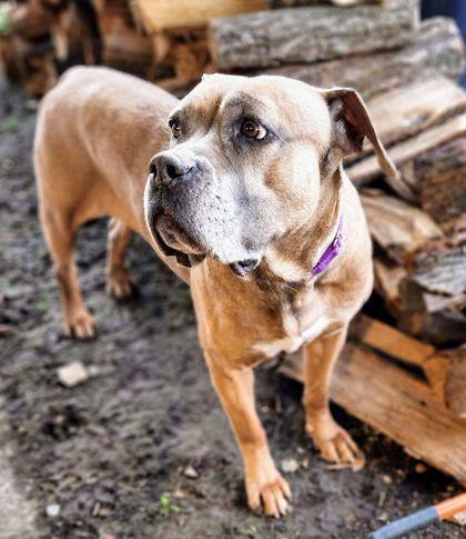 Bella, Adoptable, Adult Female Bullmastiff & Mixed Breed.