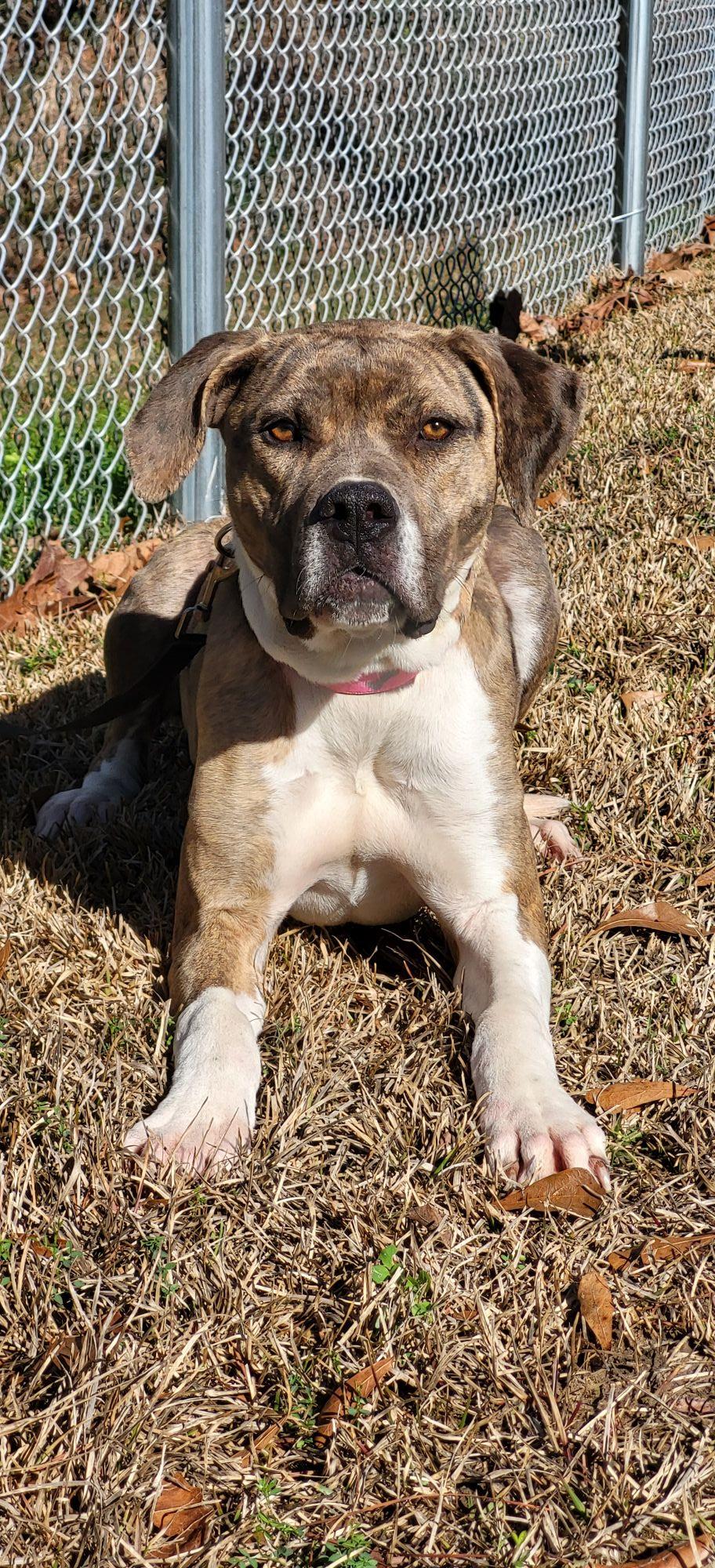 Breanna, ADOPTABLE, Young Female Mountain Cur.