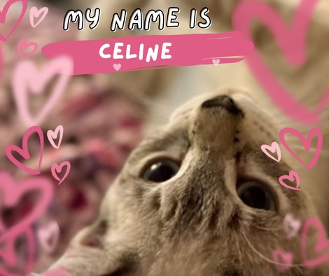 Celine, Adopted, Kitten Female Domestic Short Hair.