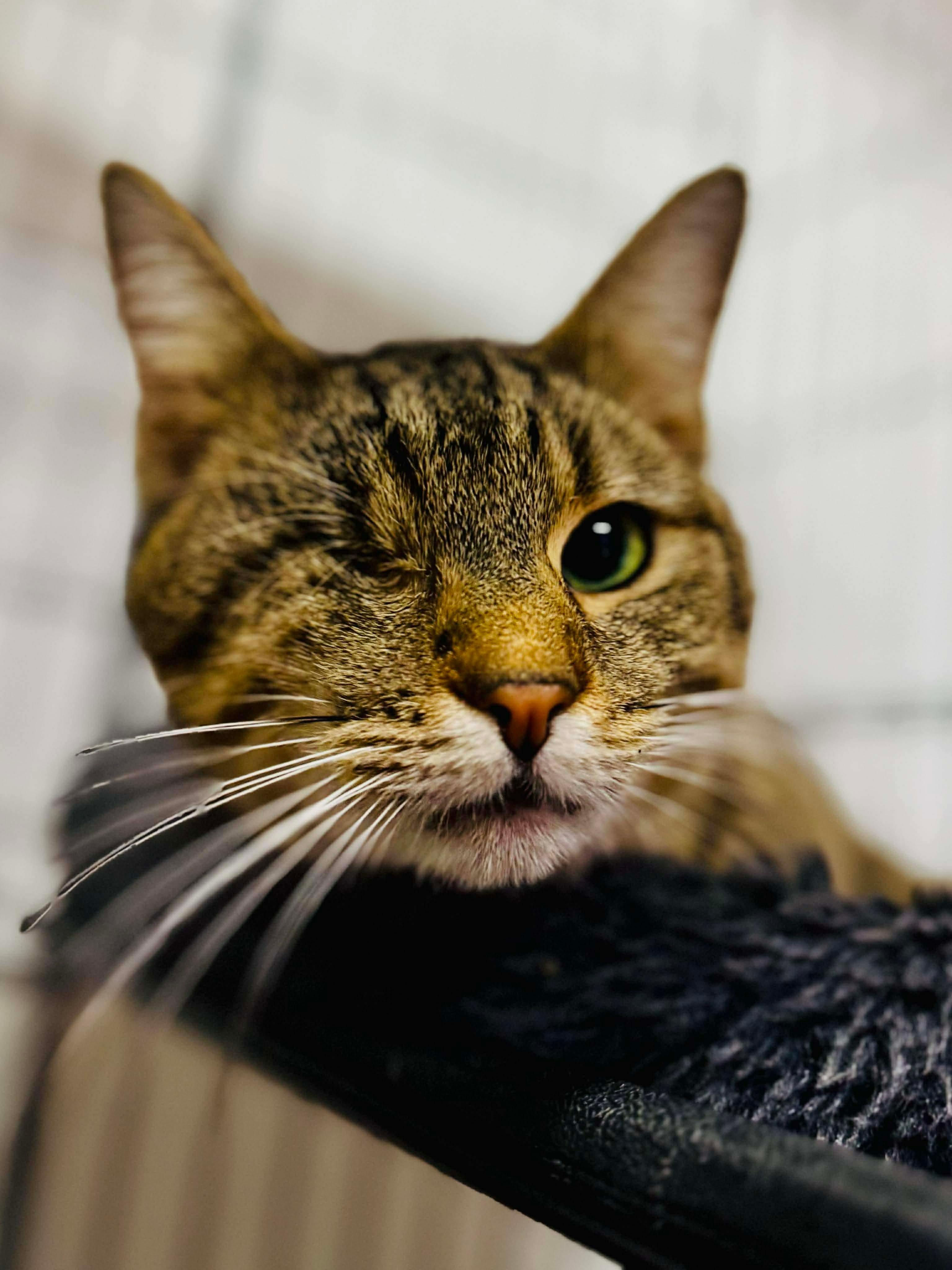 Jack, a ADOPTABLE Domestic Short Hair in Louisville, KY image 2/4