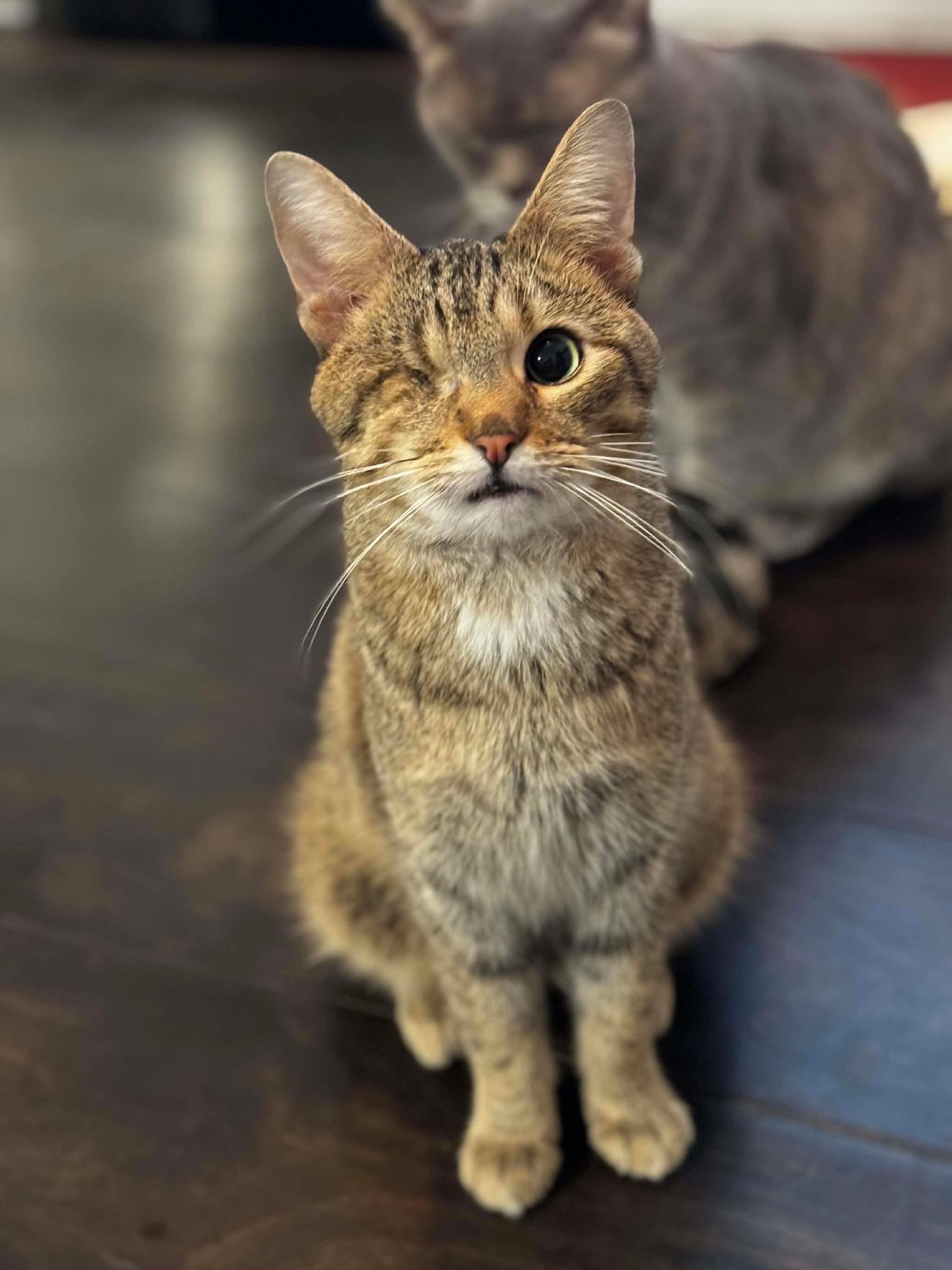 Jack, ADOPTABLE, Adult Male Domestic Short Hair.