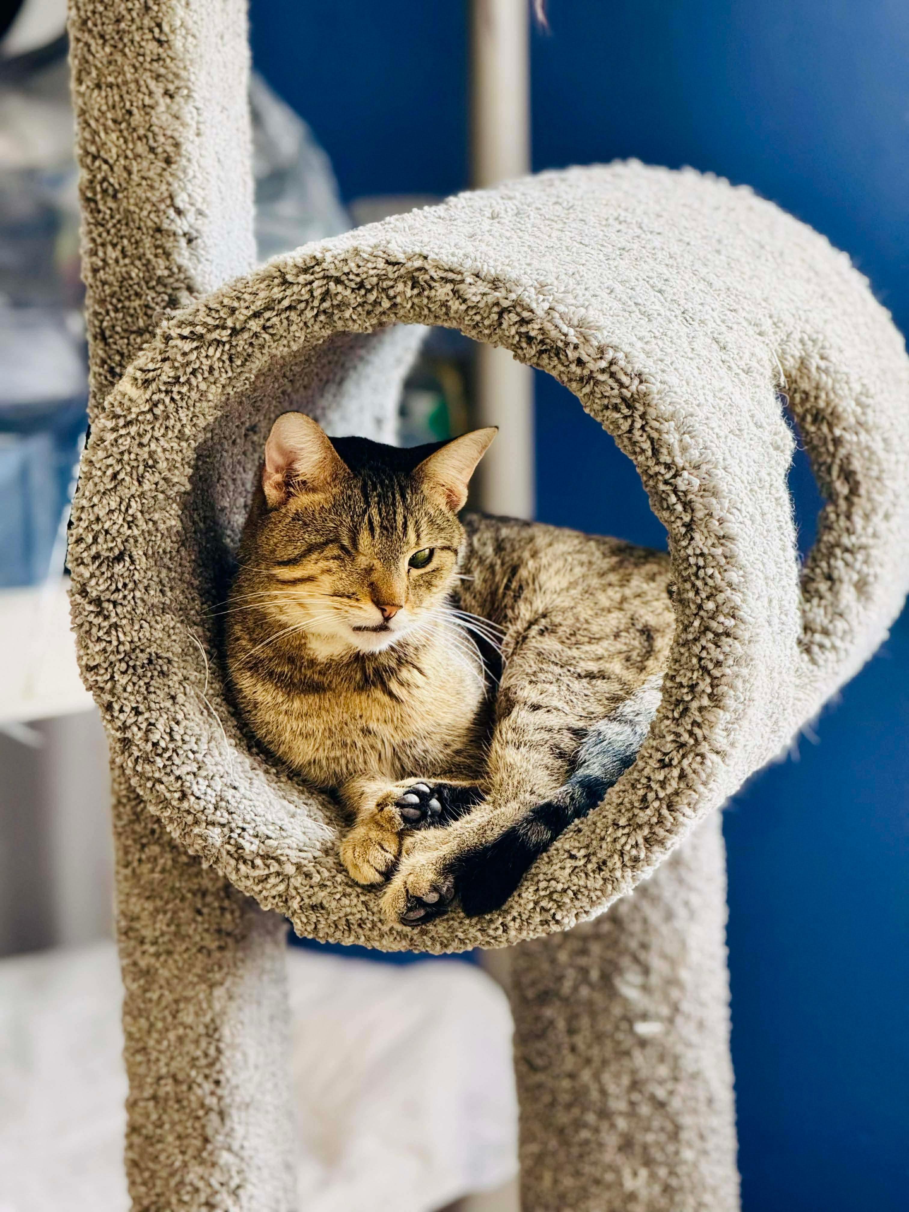 Jack, a ADOPTABLE Domestic Short Hair in Louisville, KY image 4/4