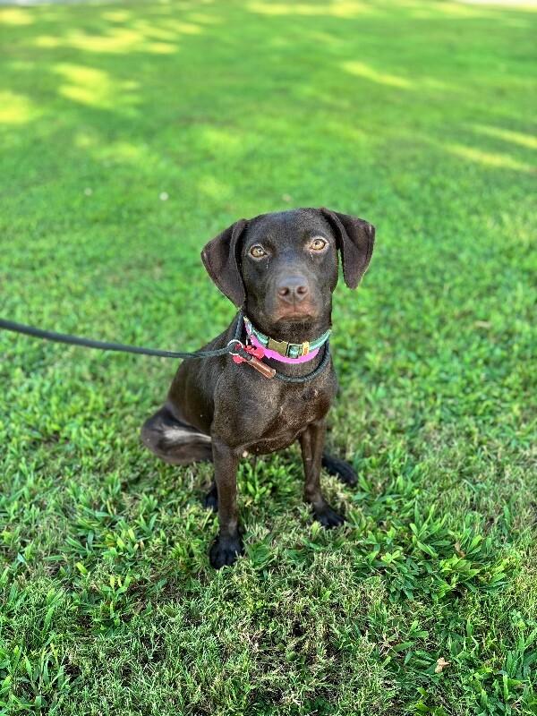 Enlarge Spring, a Adoptable mixed breed in Berkeley Heights, NJ image 1/3