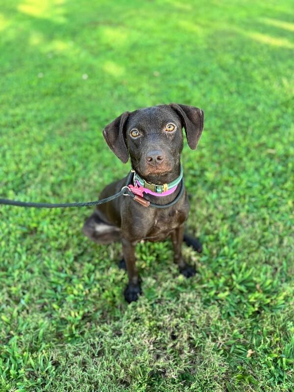 Enlarge Spring, a Adoptable mixed breed in Berkeley Heights, NJ image 2/3