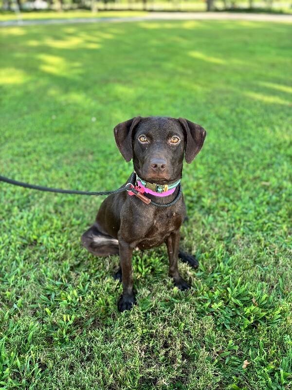 Enlarge Spring, a Adoptable mixed breed in Berkeley Heights, NJ image 3/3
