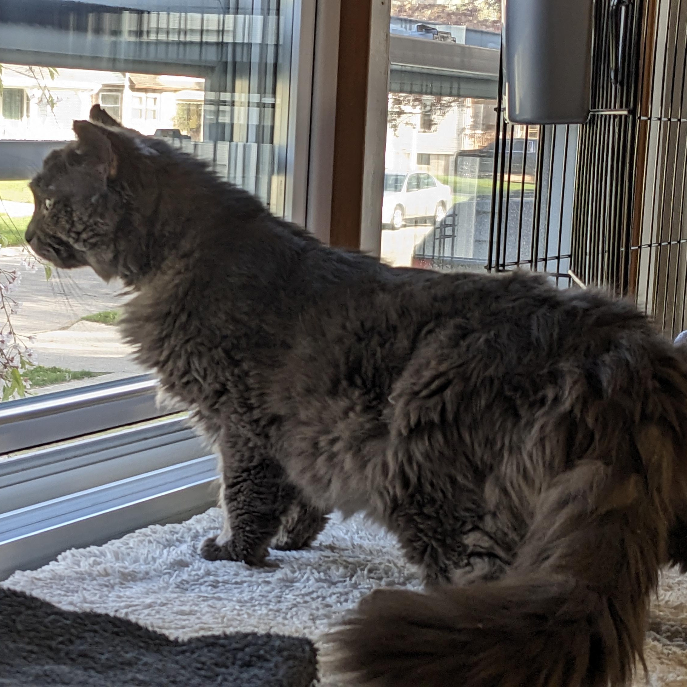 Mr. Blue, a ADOPTABLE Domestic Medium Hair in Livonia, MI image 4/5