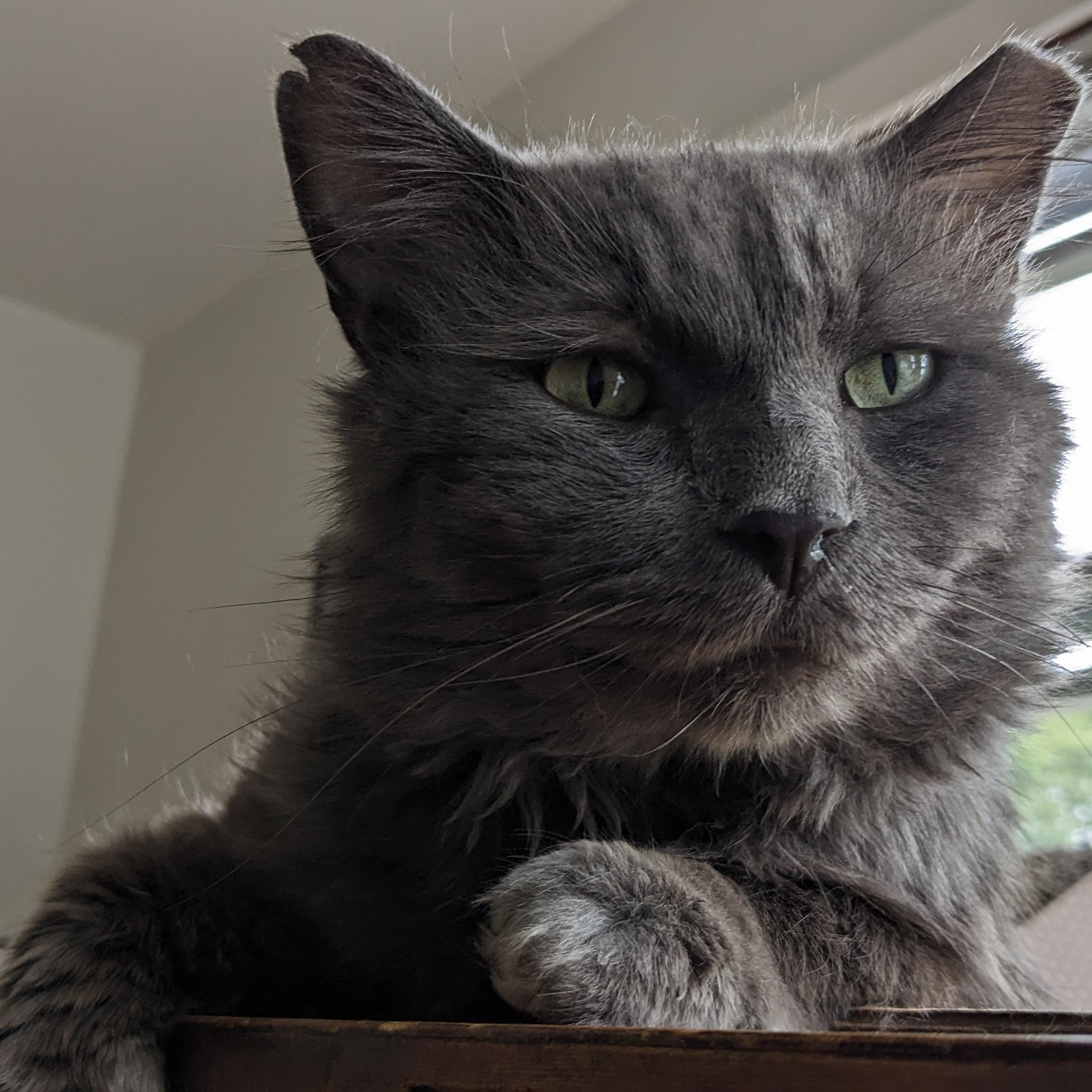 Mr. Blue, a ADOPTABLE Domestic Medium Hair in Livonia, MI image 1/5