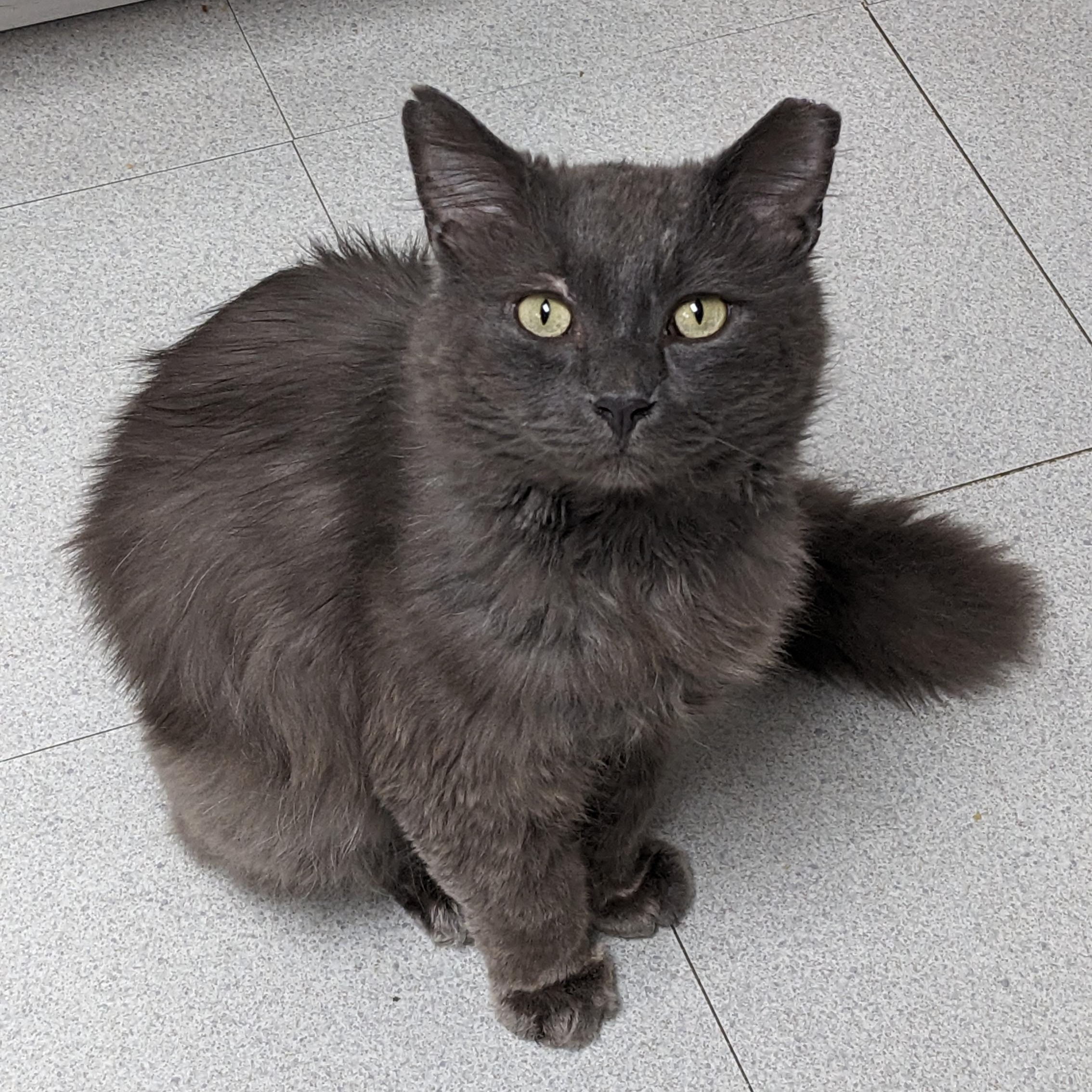 Mr. Blue, a ADOPTABLE Domestic Medium Hair in Livonia, MI image 2/5