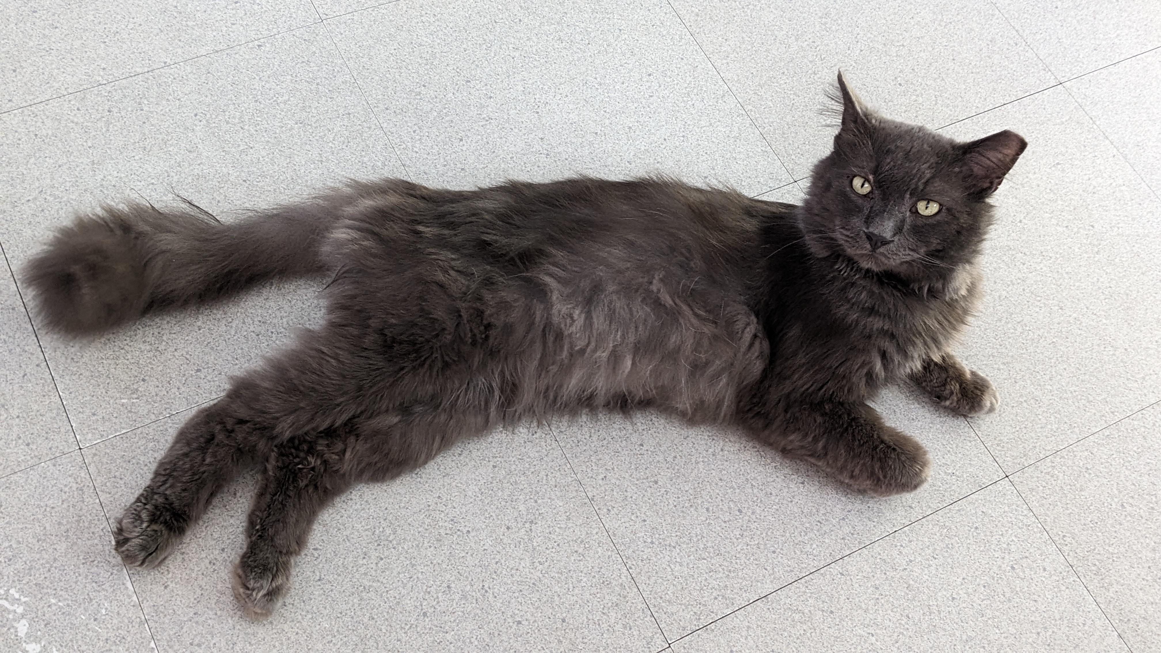 Mr. Blue, a ADOPTABLE Domestic Medium Hair in Livonia, MI image 5/5