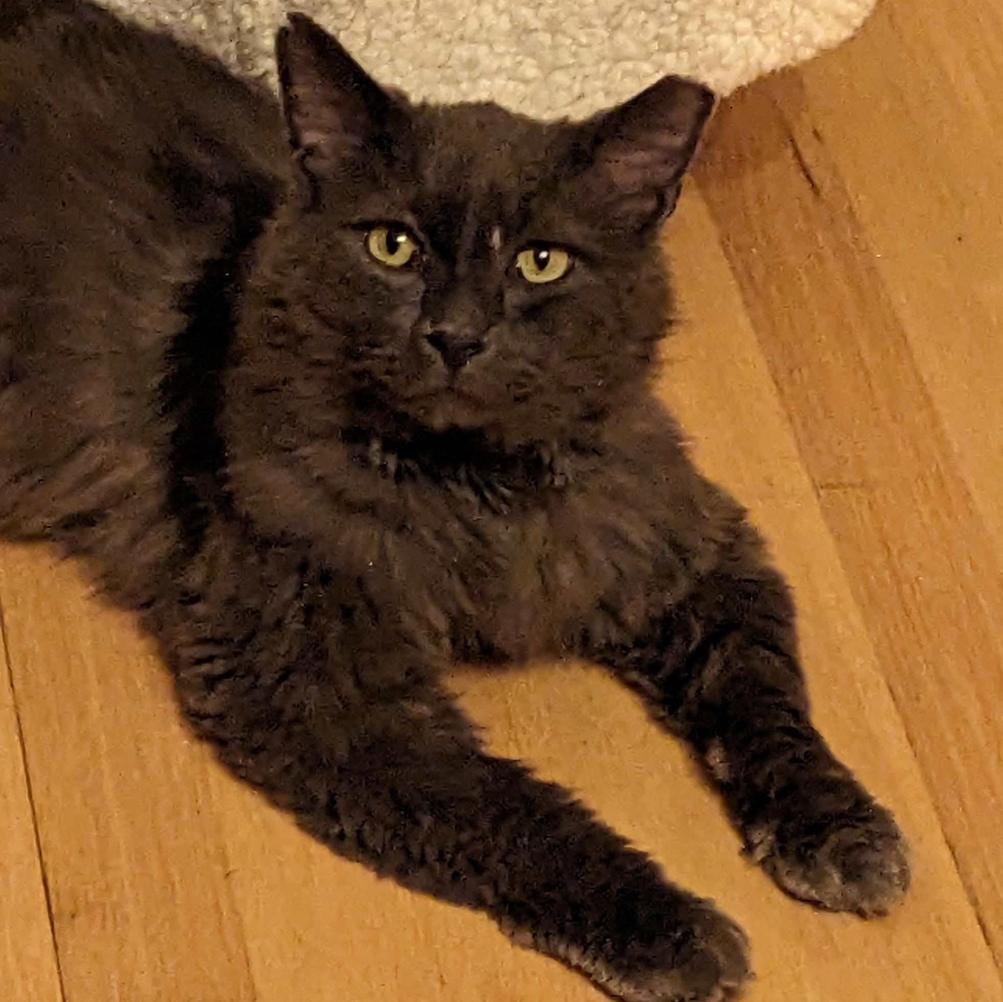 Mr. Blue, a ADOPTABLE Domestic Medium Hair in Livonia, MI image 3/5