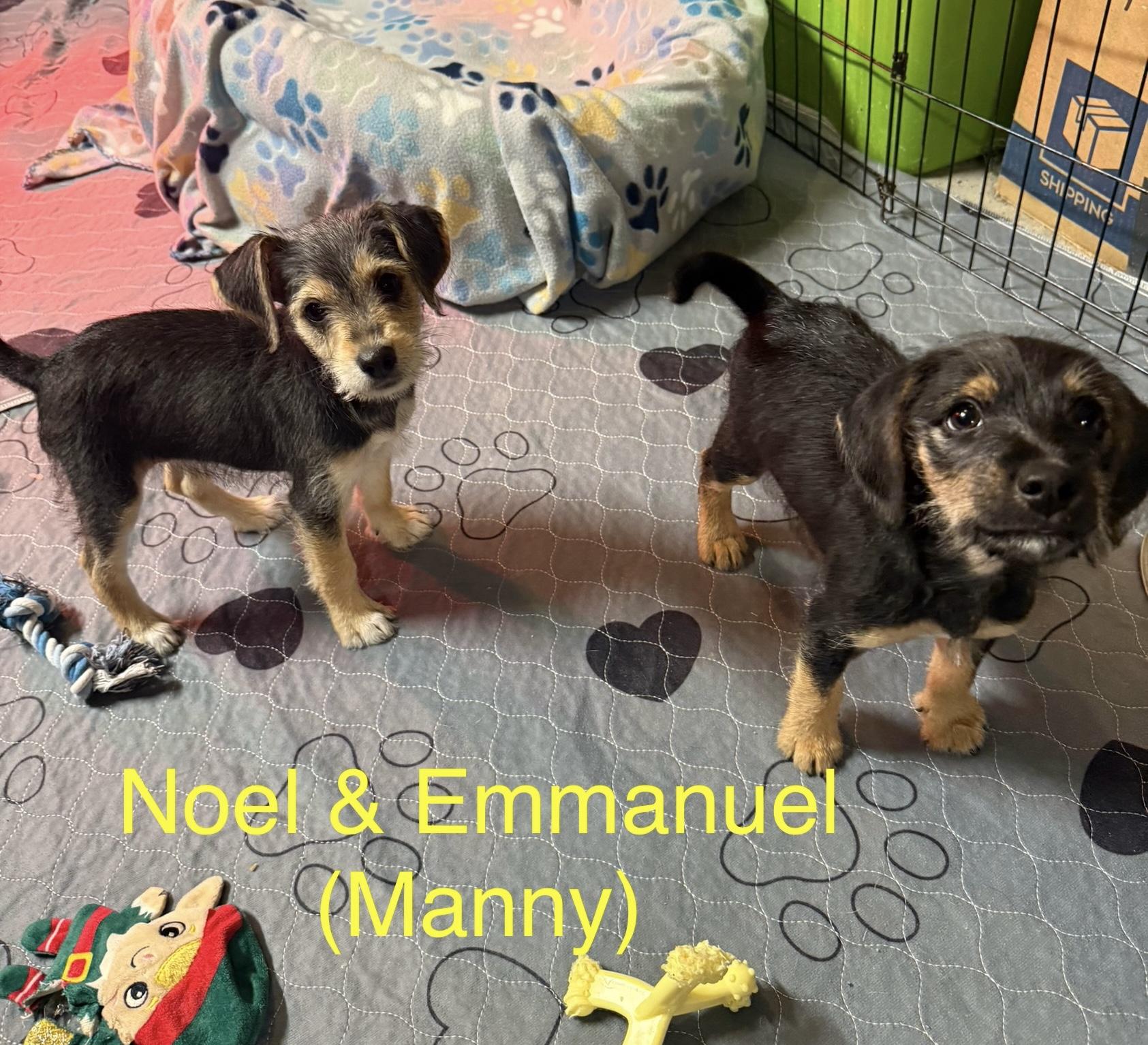 Emmanuel (Manny), a ADOPTABLE mixed breed in Kings Mountain, NC image 1/6