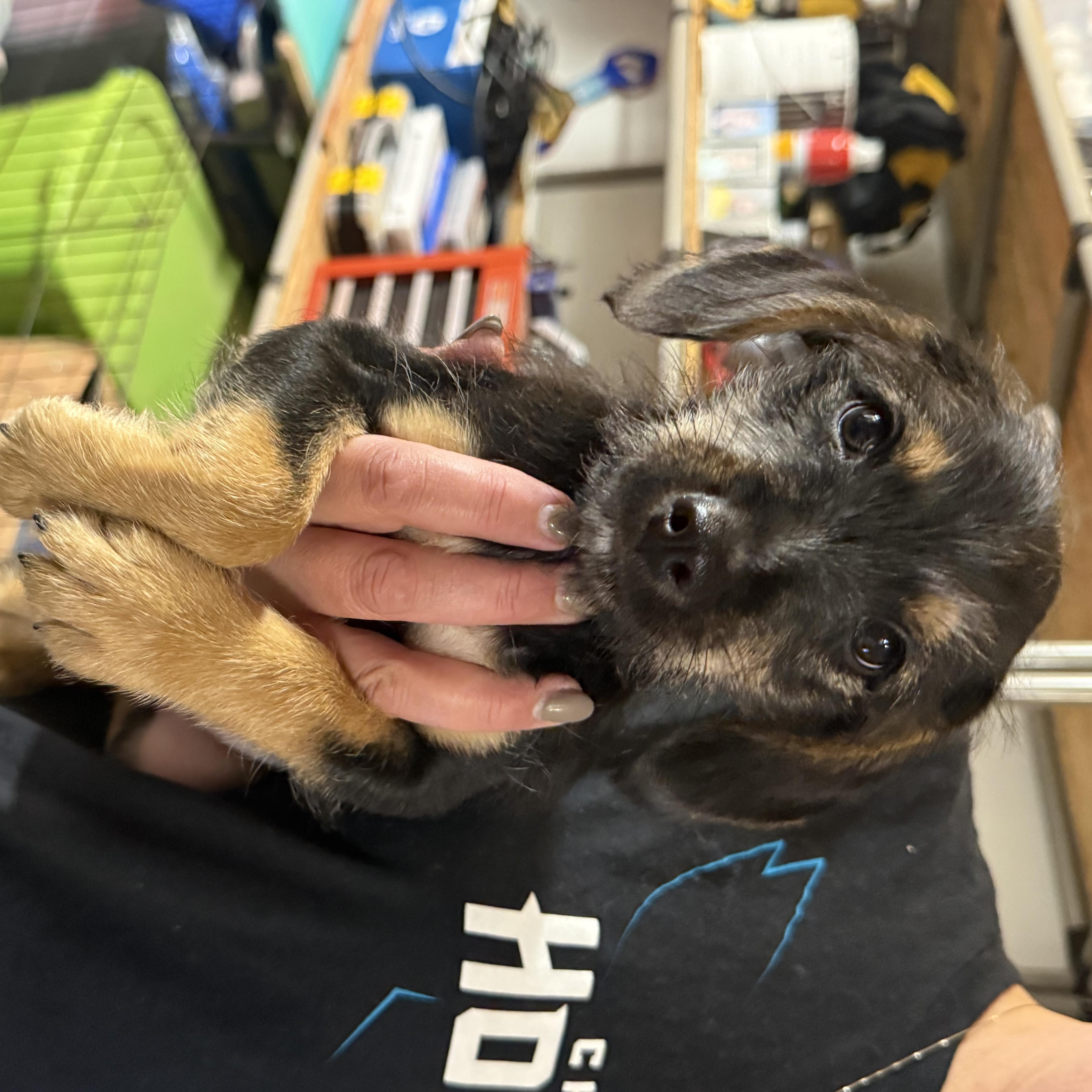 Emmanuel (Manny), a ADOPTABLE mixed breed in Kings Mountain, NC image 2/6