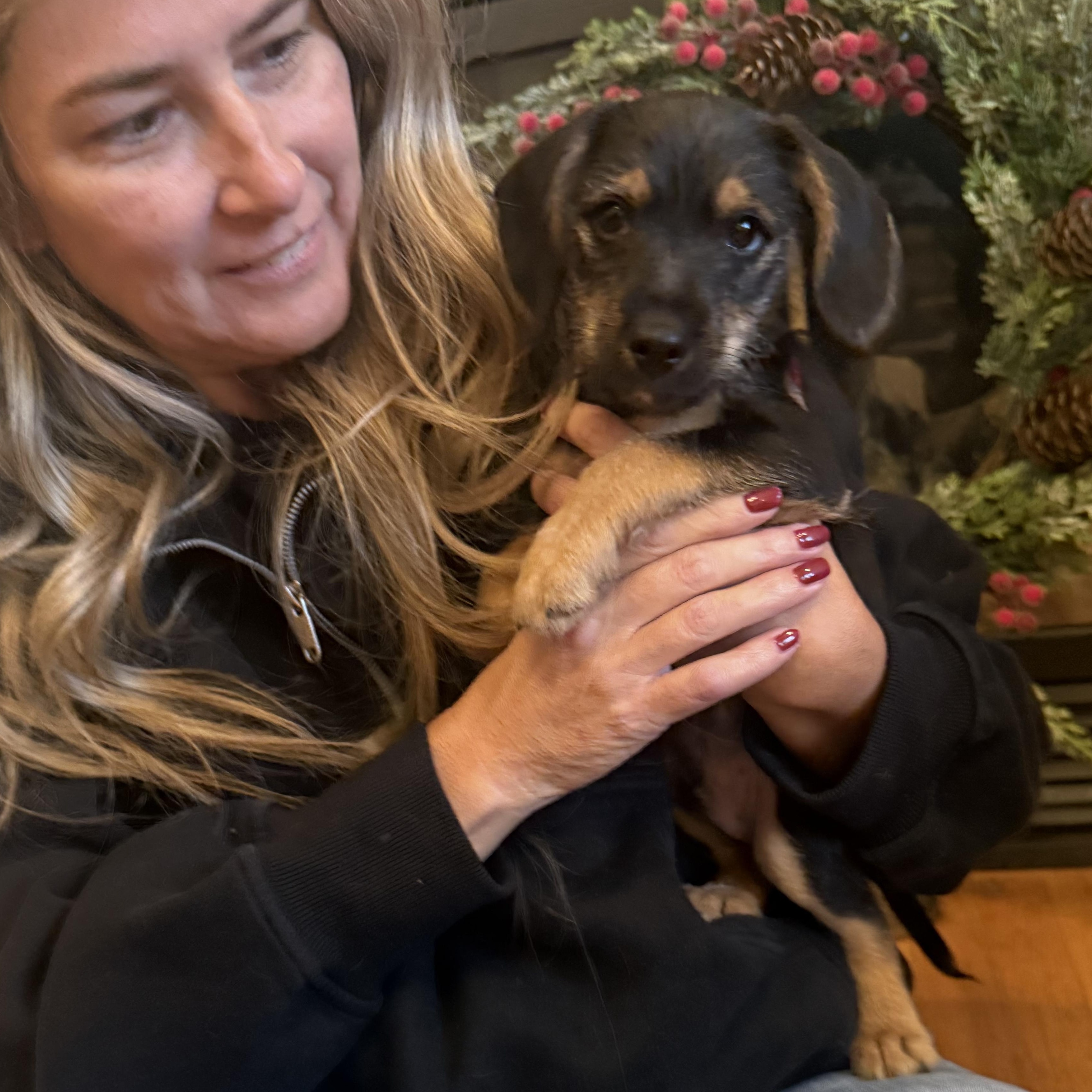 Emmanuel (Manny), a ADOPTABLE mixed breed in Kings Mountain, NC image 3/6