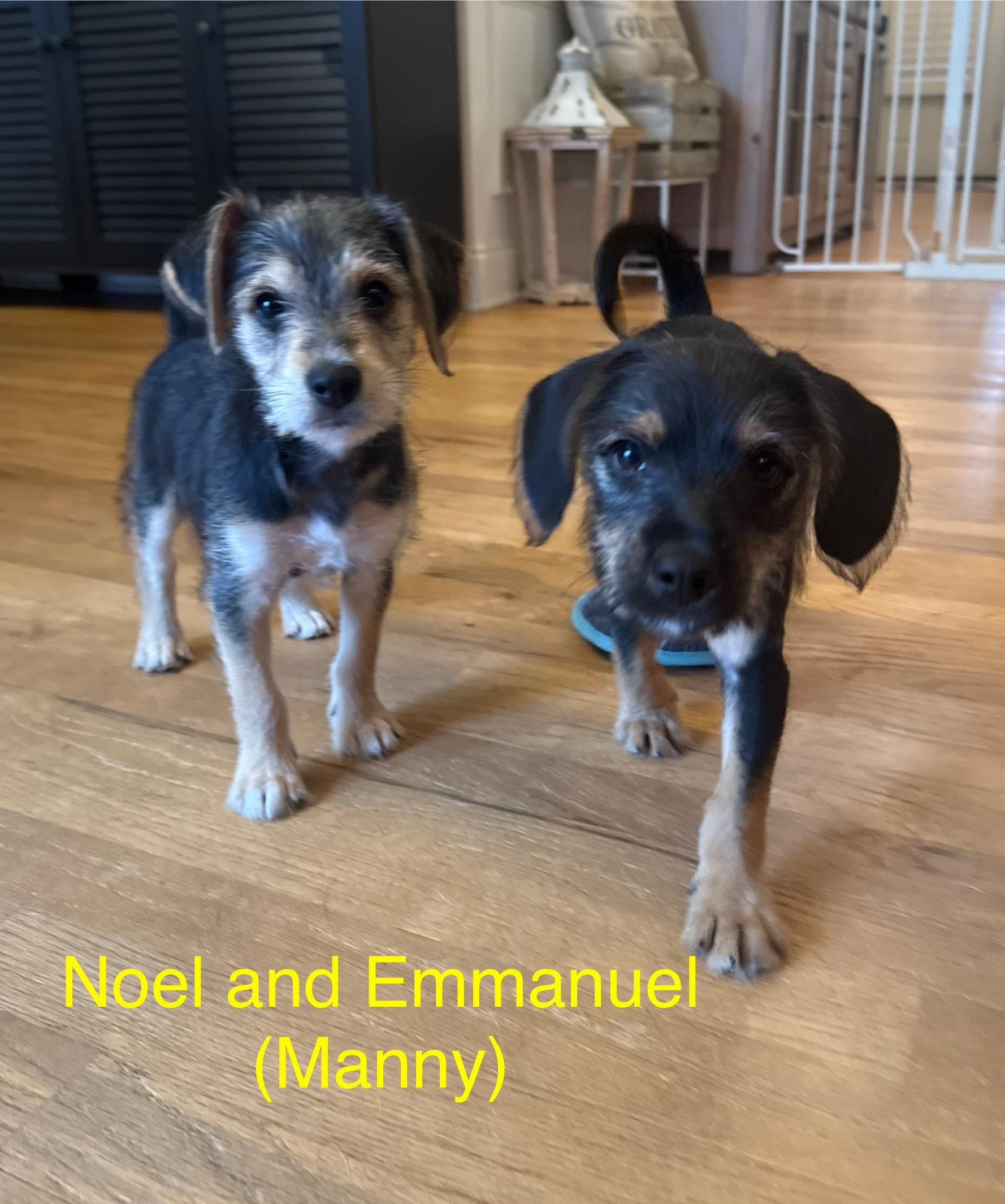 Emmanuel (Manny), a ADOPTABLE mixed breed in Kings Mountain, NC image 5/6