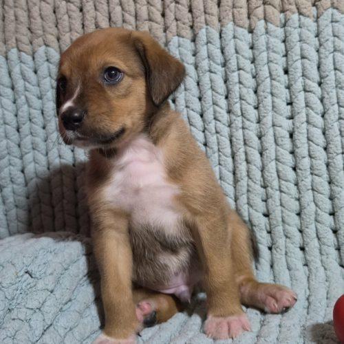 Enlarge Maple, a Adoptable mixed breed in Sanford, NC image 3/6