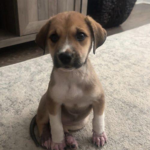 Enlarge Maple, a Adoptable mixed breed in Sanford, NC image 5/6