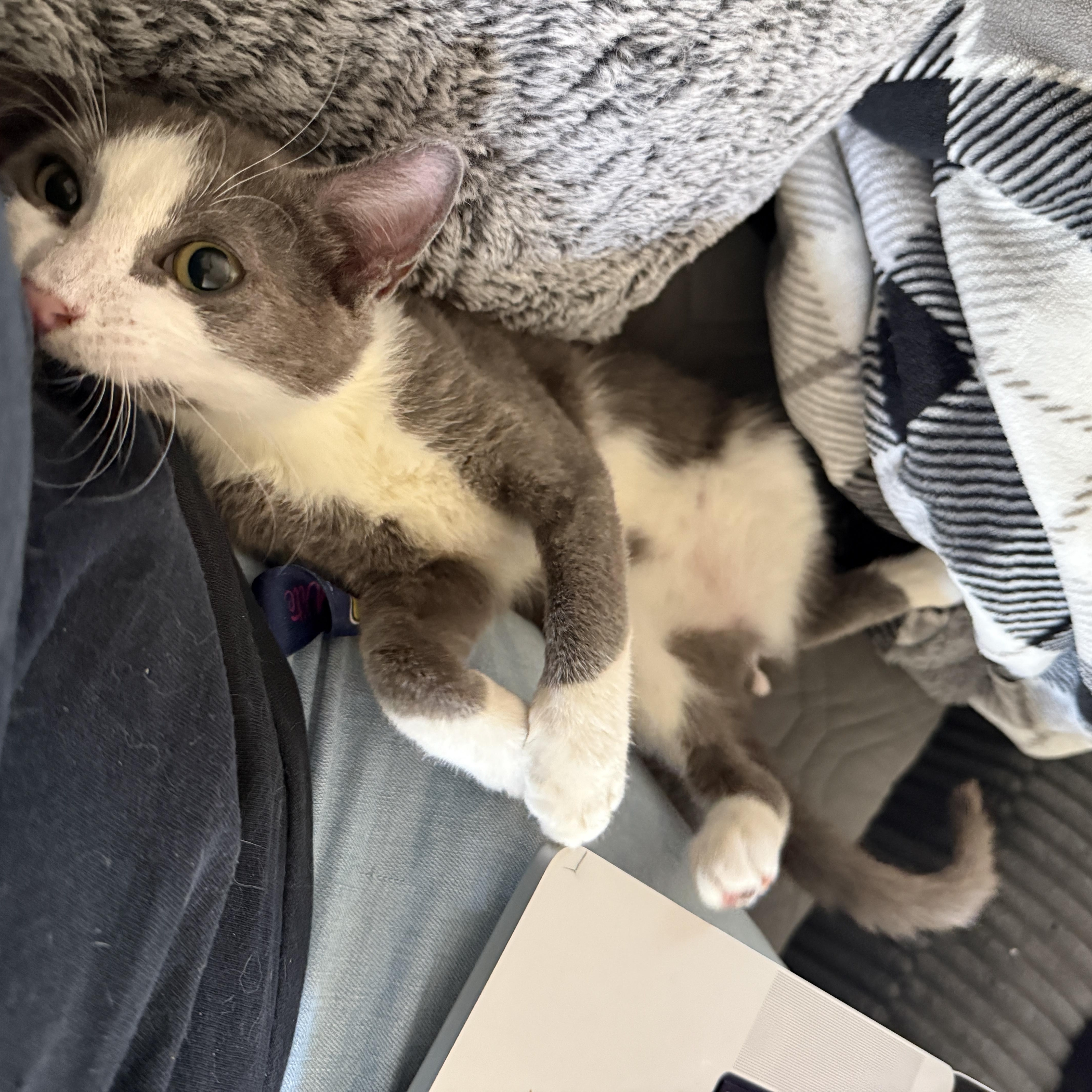 Ghost, ADOPTABLE, Young Male Domestic Short Hair.