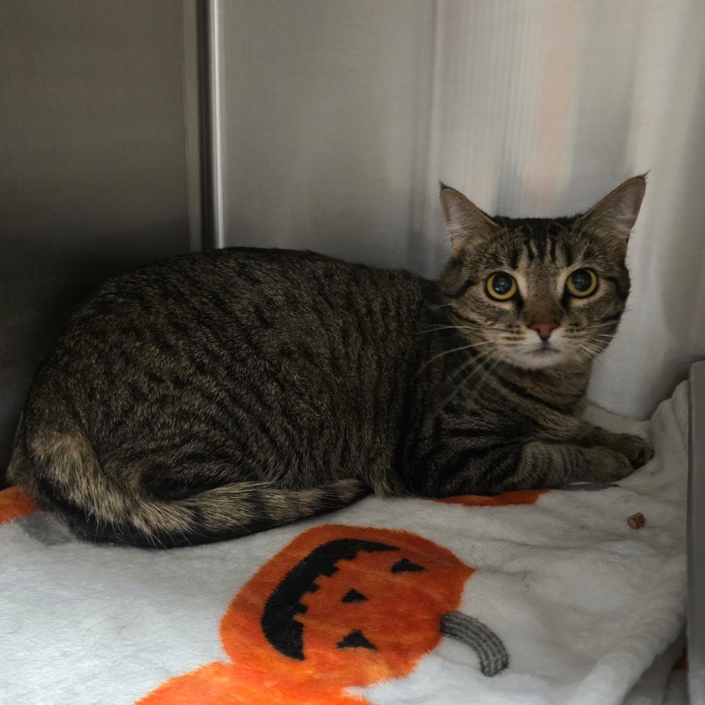 Enlarge Junie (Juniper), a Adoptable Domestic Short Hair in Spokane, WA image 1/1