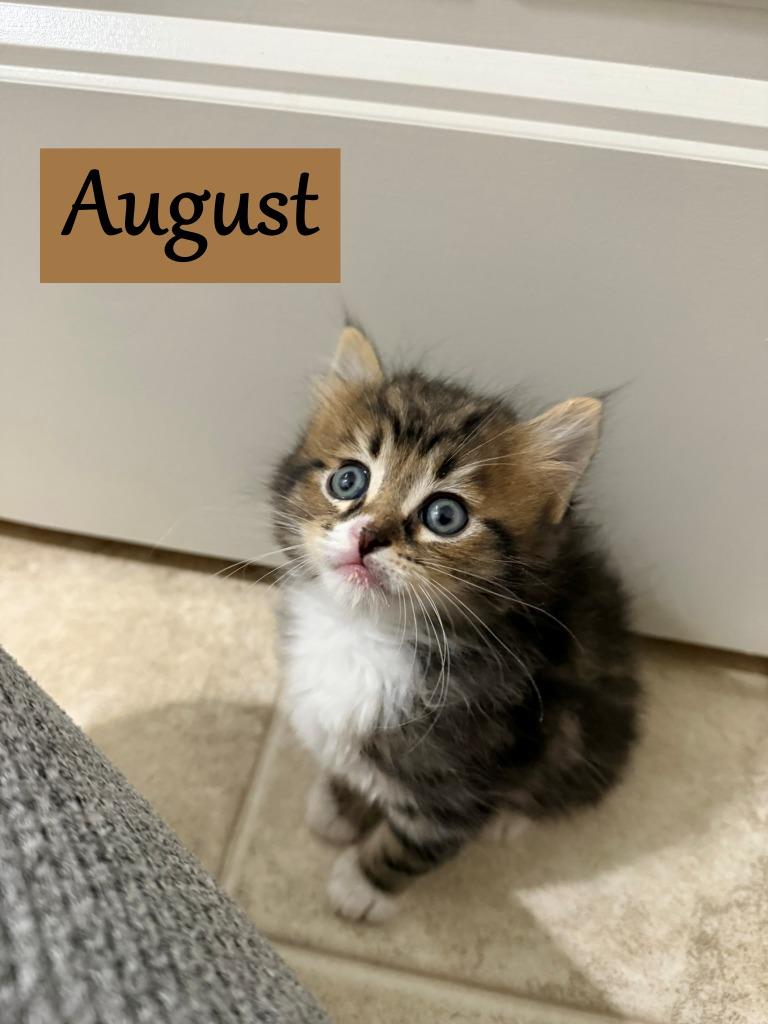 Enlarge August (Ruki), a Adopted mixed breed in Hoover , AL image 1/1