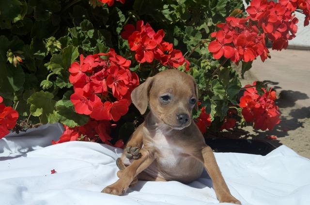 slinky, adopted, Puppy Male Chihuahua.